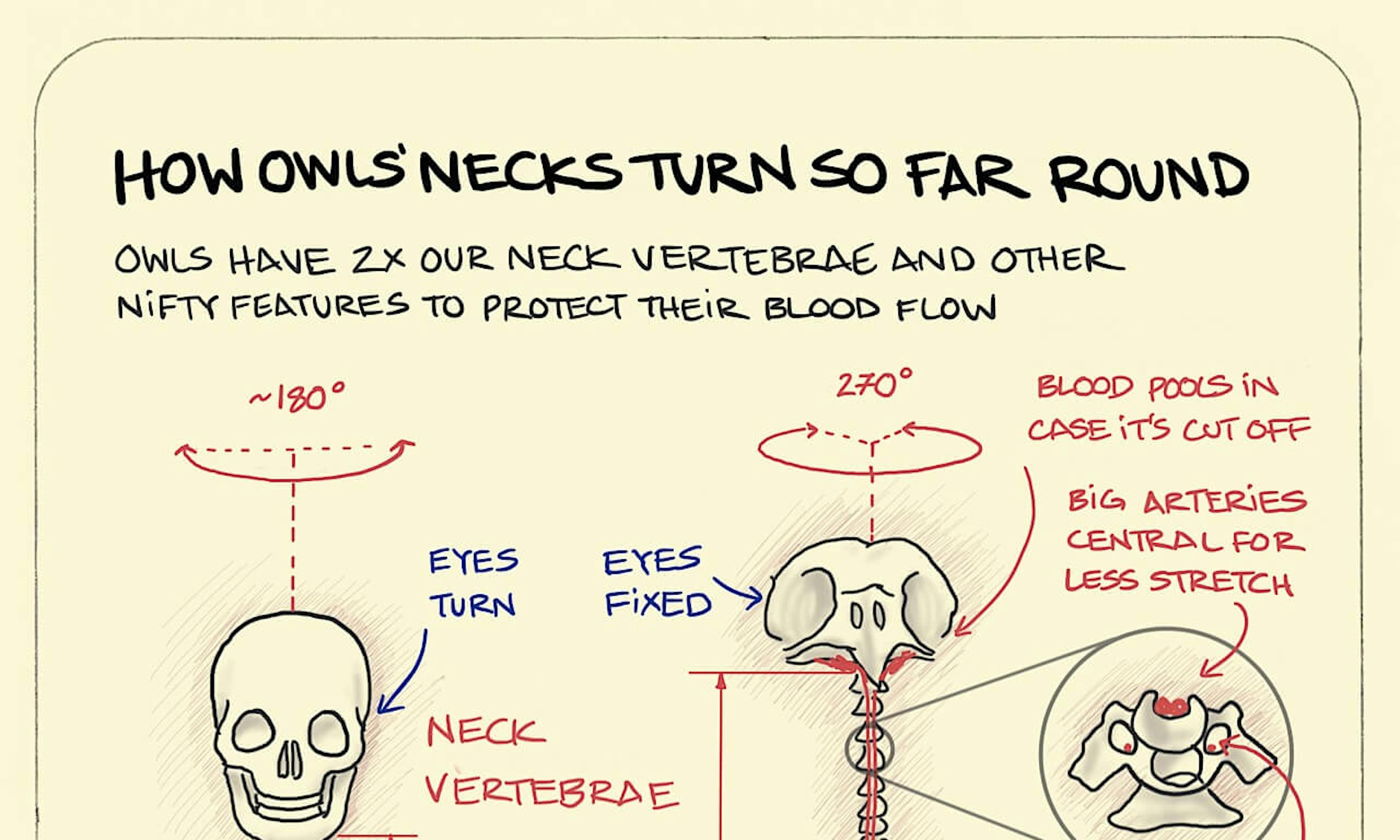 How owls' necks turn so far round illustration: showing the amazing neck vertebrae they have
