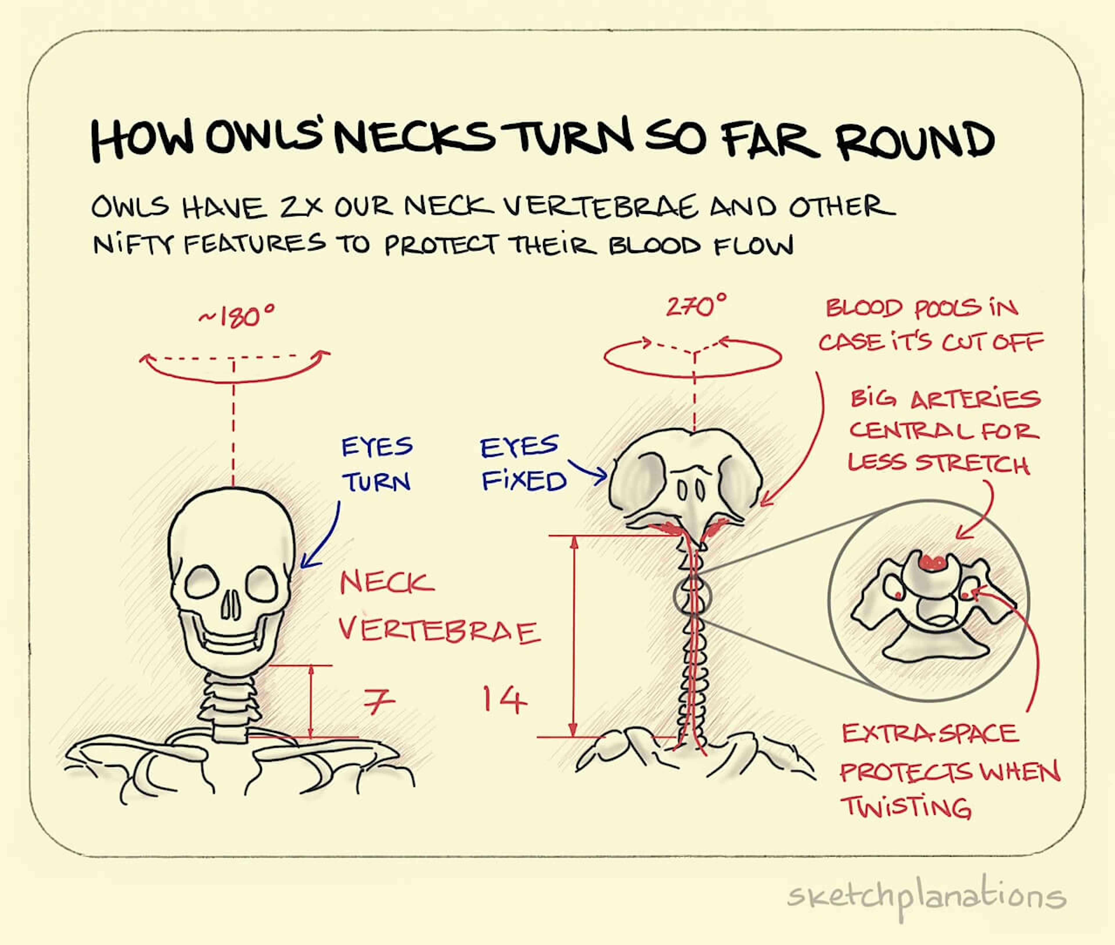 How owls' necks turn so far round illustration: showing the amazing neck vertebrae they have