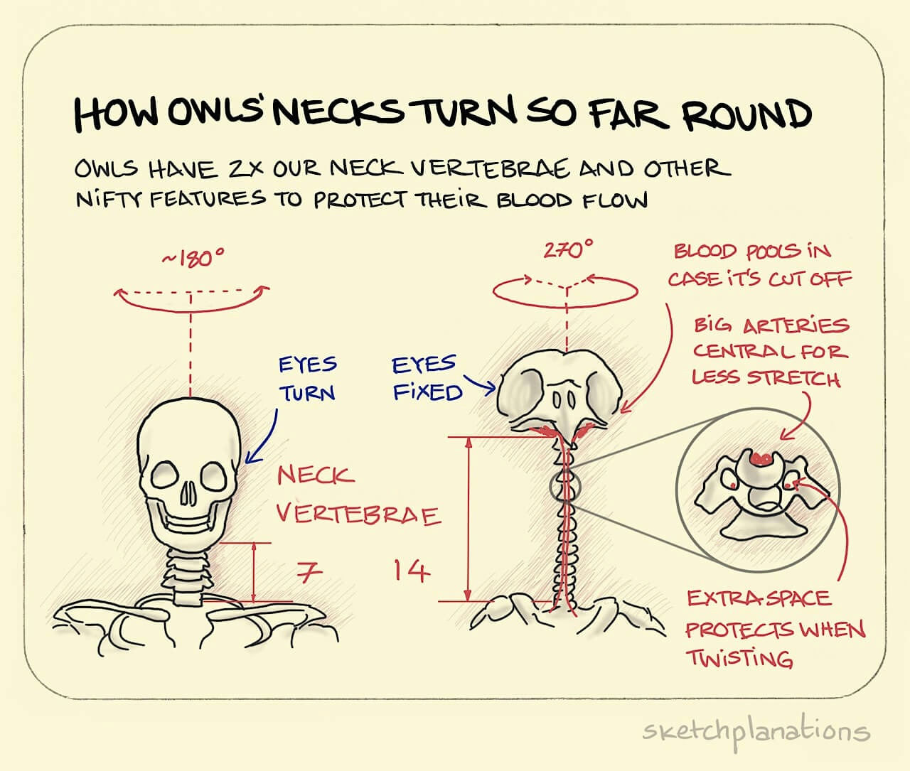 How owls' necks turn so far round illustration: showing the amazing neck vertebrae they have