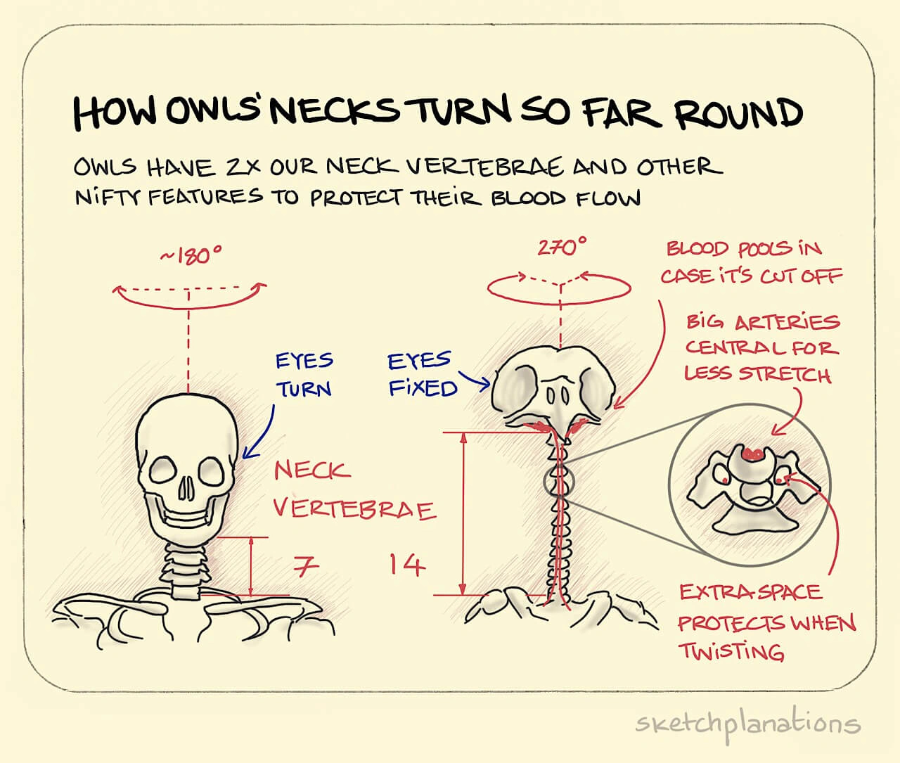 How owls' necks turn so far round illustration: showing the amazing neck vertebrae they have