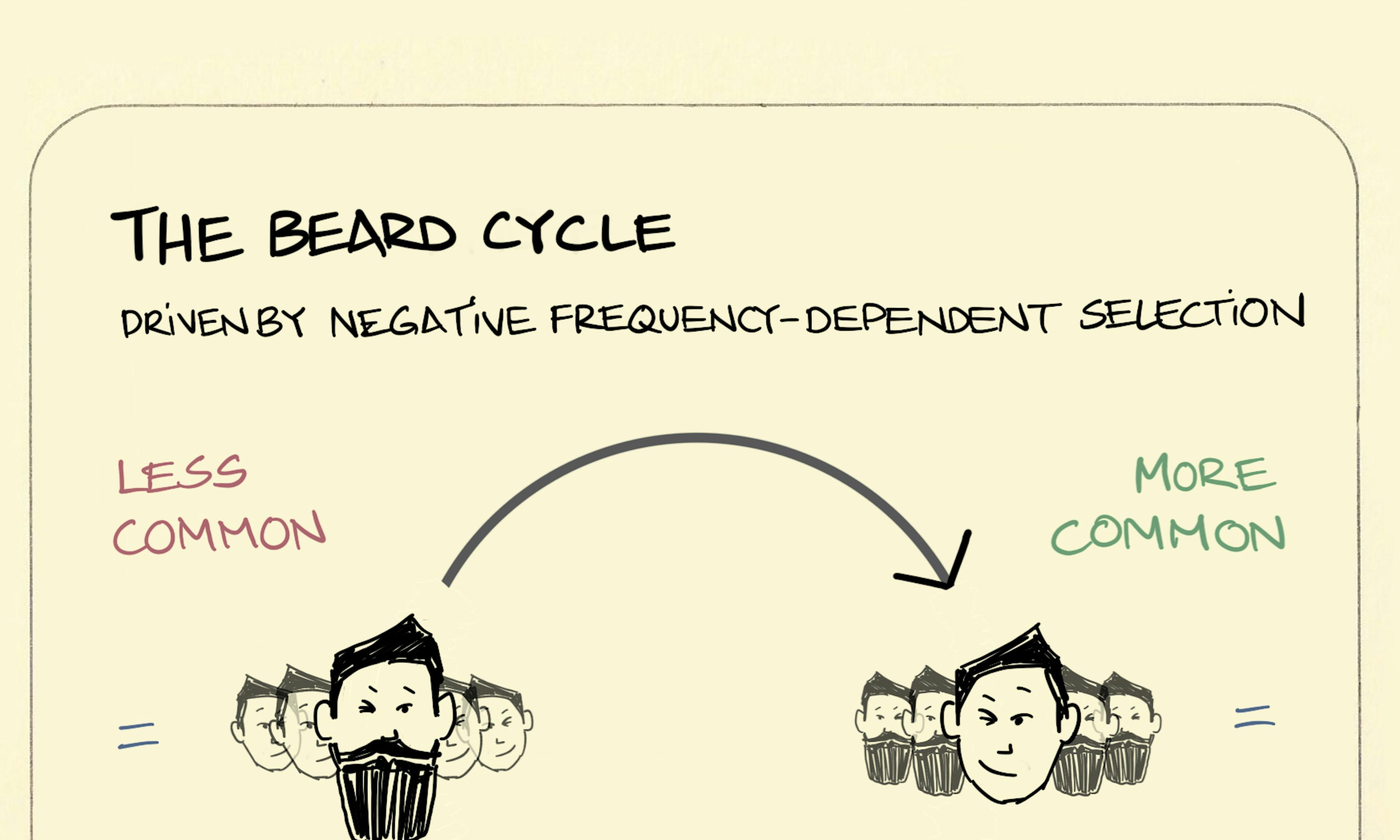 The beard cycle illustration: a virtuous circle is shown where beards being rare in society (on the left) makes them more desirable which leads to beards becoming more common in society (on the right), making them less desirable, which leads to fewer beards again. And so on...