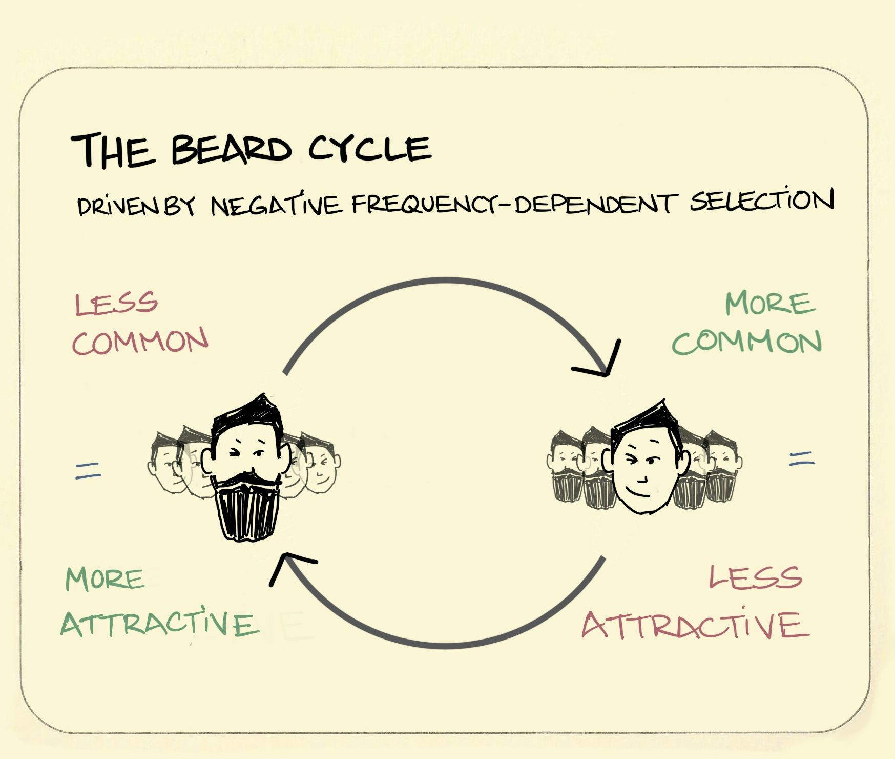The beard cycle illustration: a virtuous circle is shown where beards being rare in society (on the left) makes them more desirable which leads to beards becoming more common in society (on the right), making them less desirable, which leads to fewer beards again. And so on...