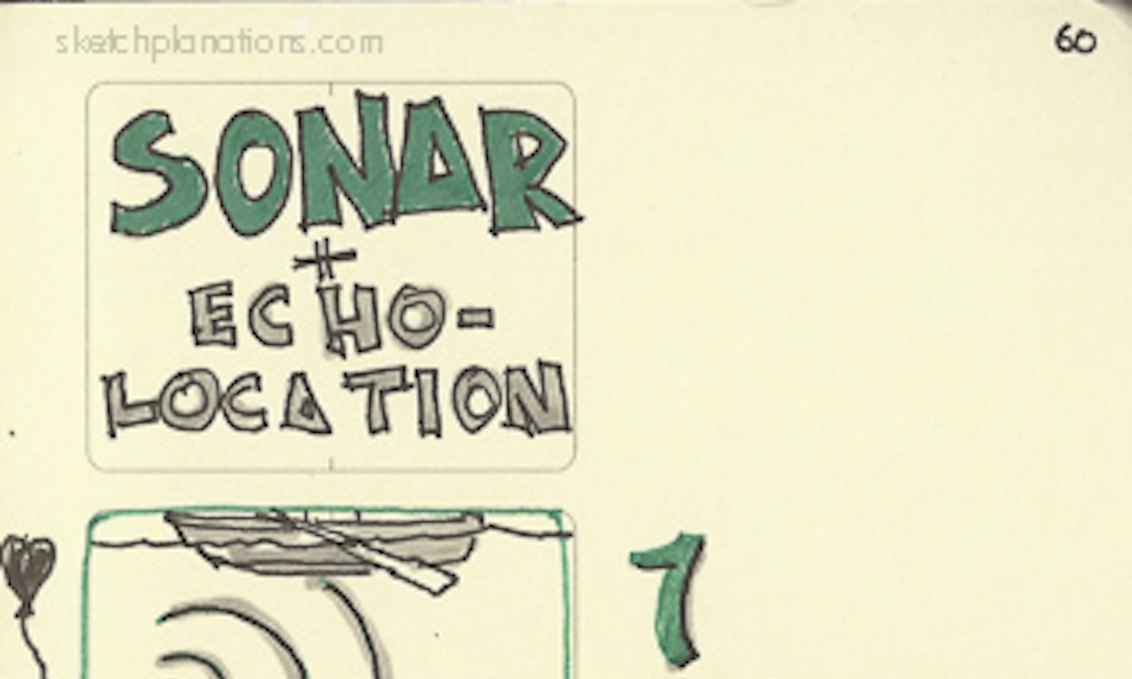 Sonar or echolocation explained