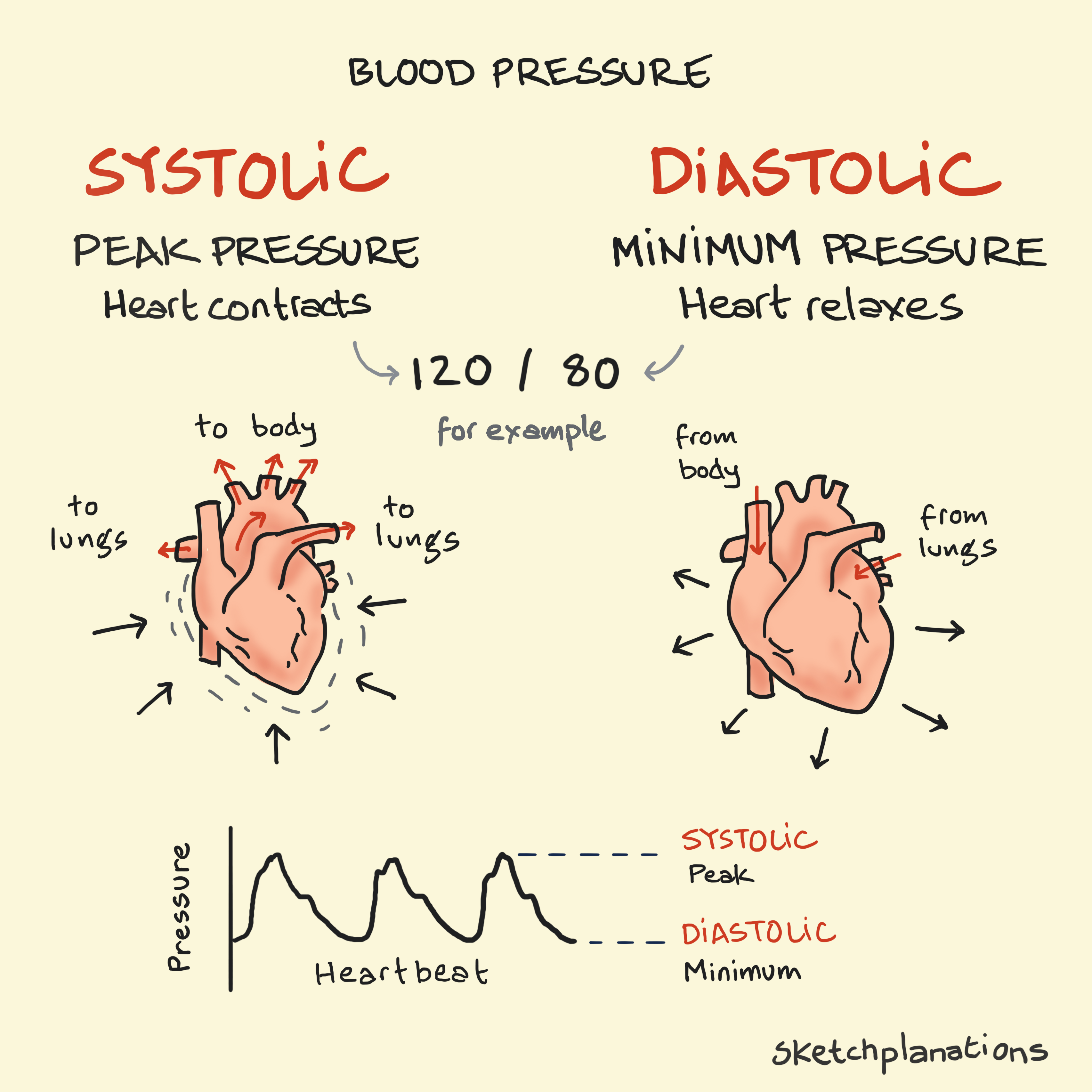 What is systolic and diastolic blood pressure — diagram showing heart contraction (systolic) and relaxation (diastolic) with 120/80 example and pressure graph.