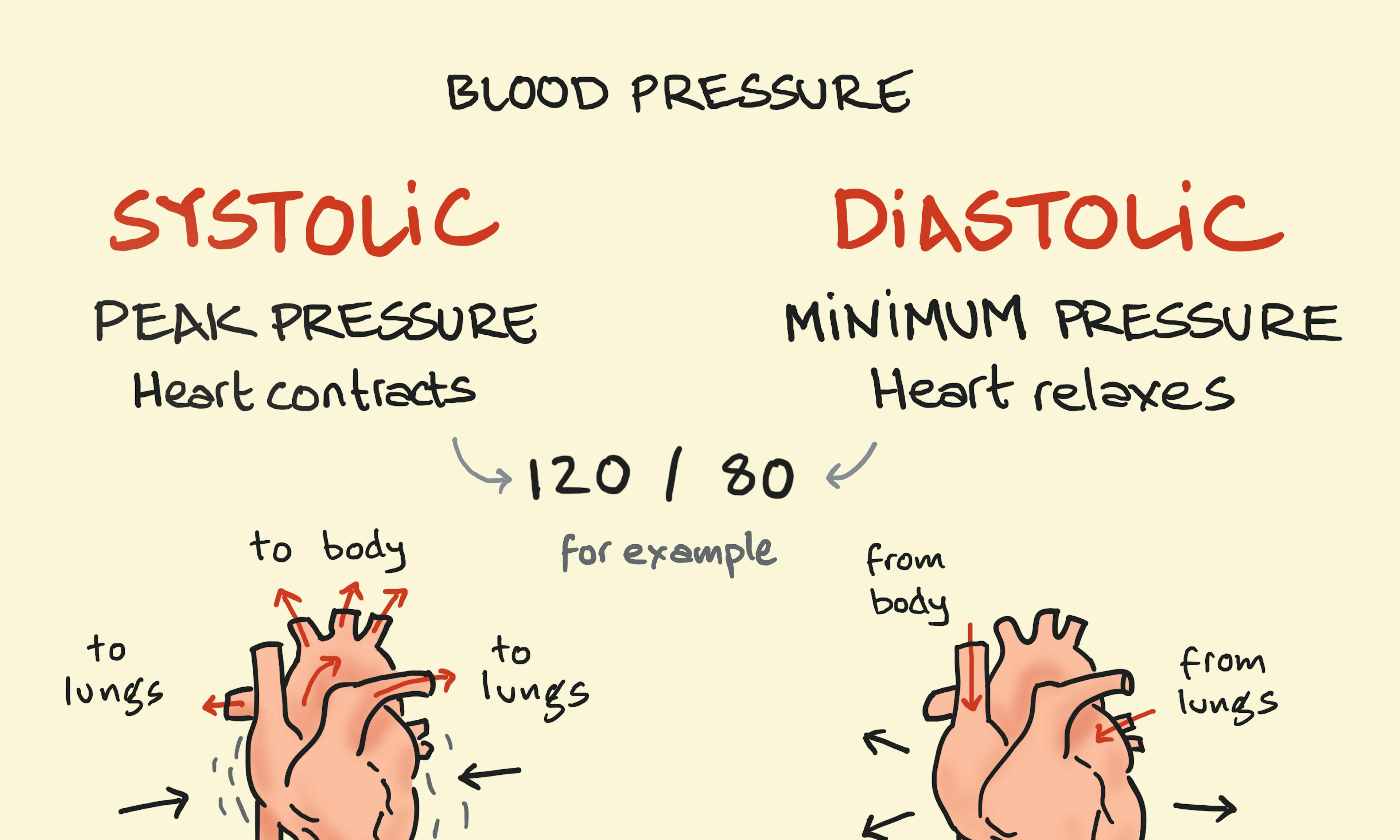 What is systolic and diastolic blood pressure — diagram showing heart contraction (systolic) and relaxation (diastolic) with 120/80 example and pressure graph.
