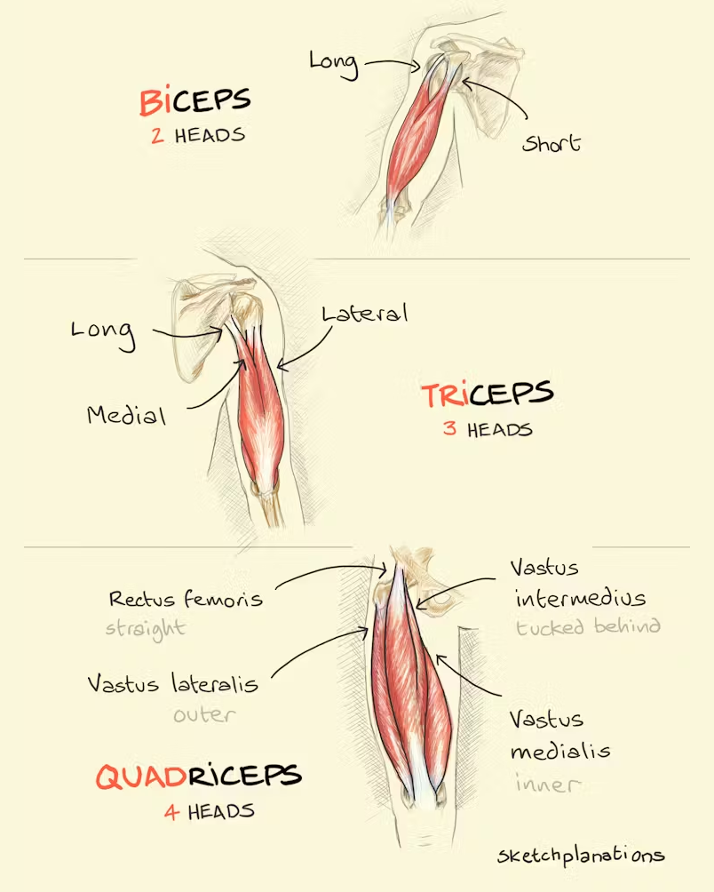 What is the meaning and difference between biceps, triceps, and quadriceps - all about ceps meaning heads