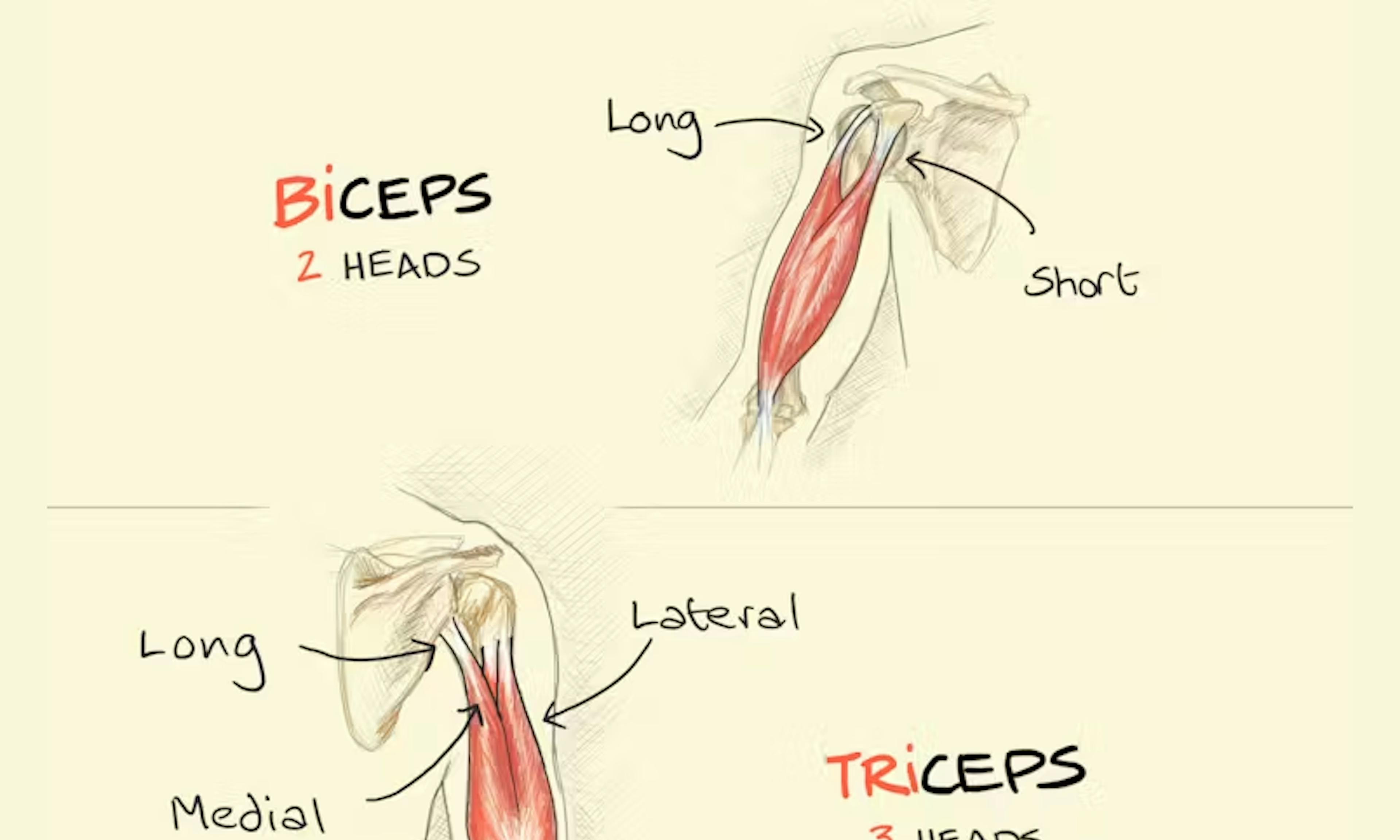 What is the meaning and difference between biceps, triceps, and quadriceps - all about ceps meaning heads