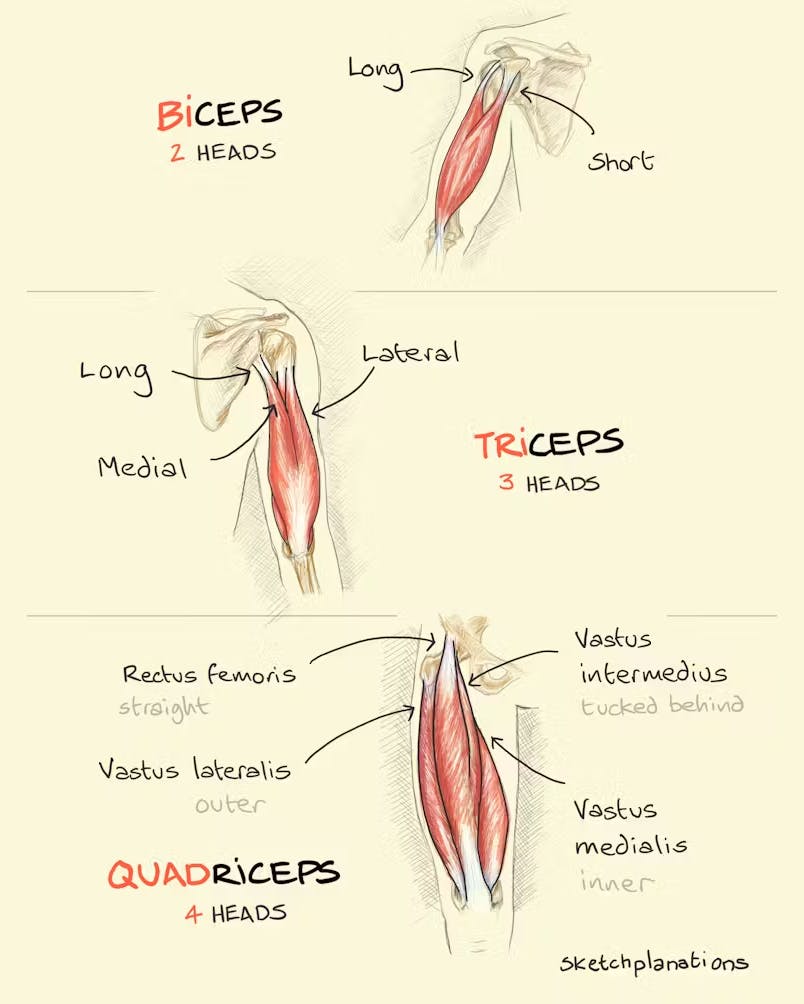 What is the meaning and difference between biceps, triceps, and quadriceps - all about ceps meaning heads