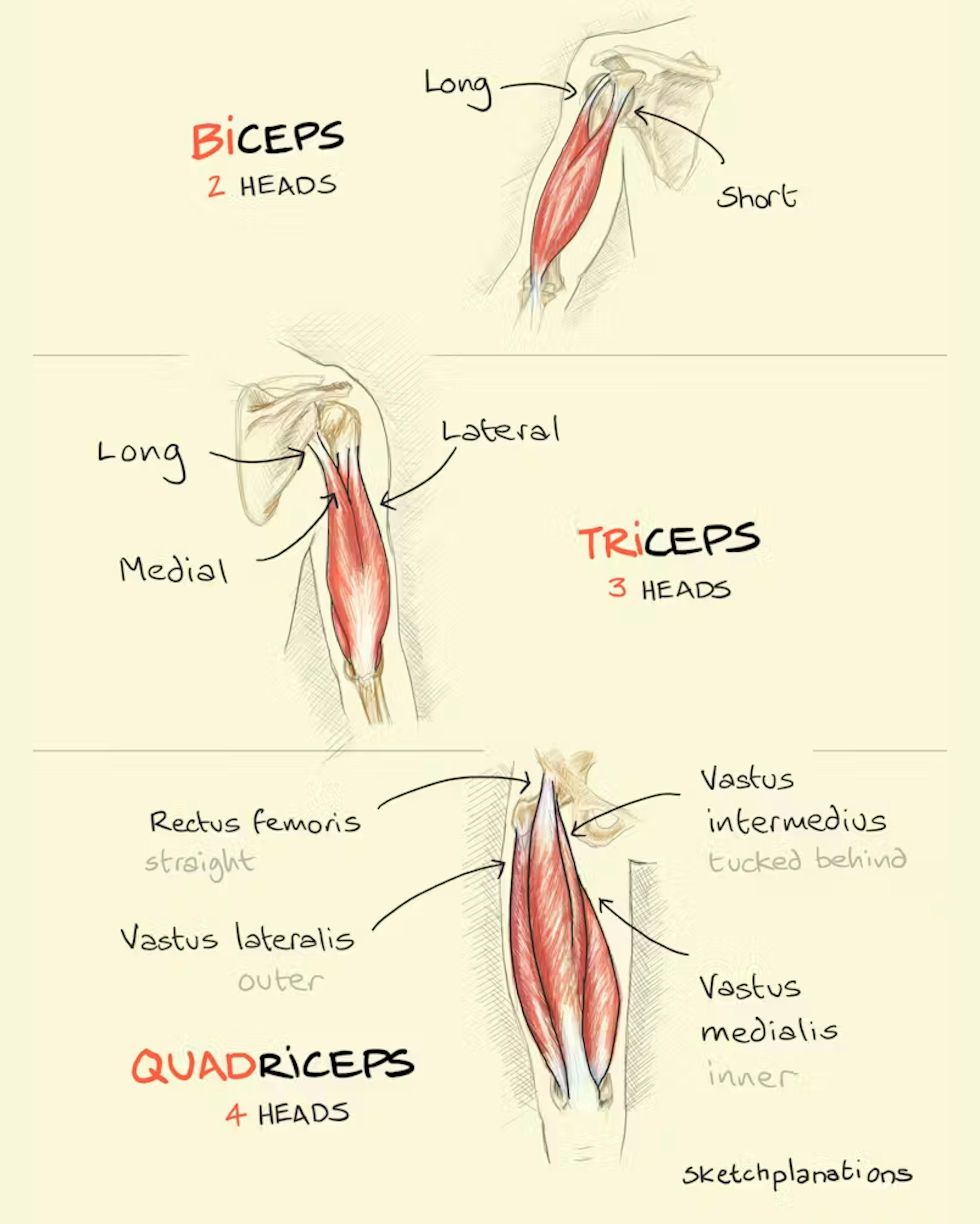 What is the meaning and difference between biceps, triceps, and quadriceps - all about ceps meaning heads