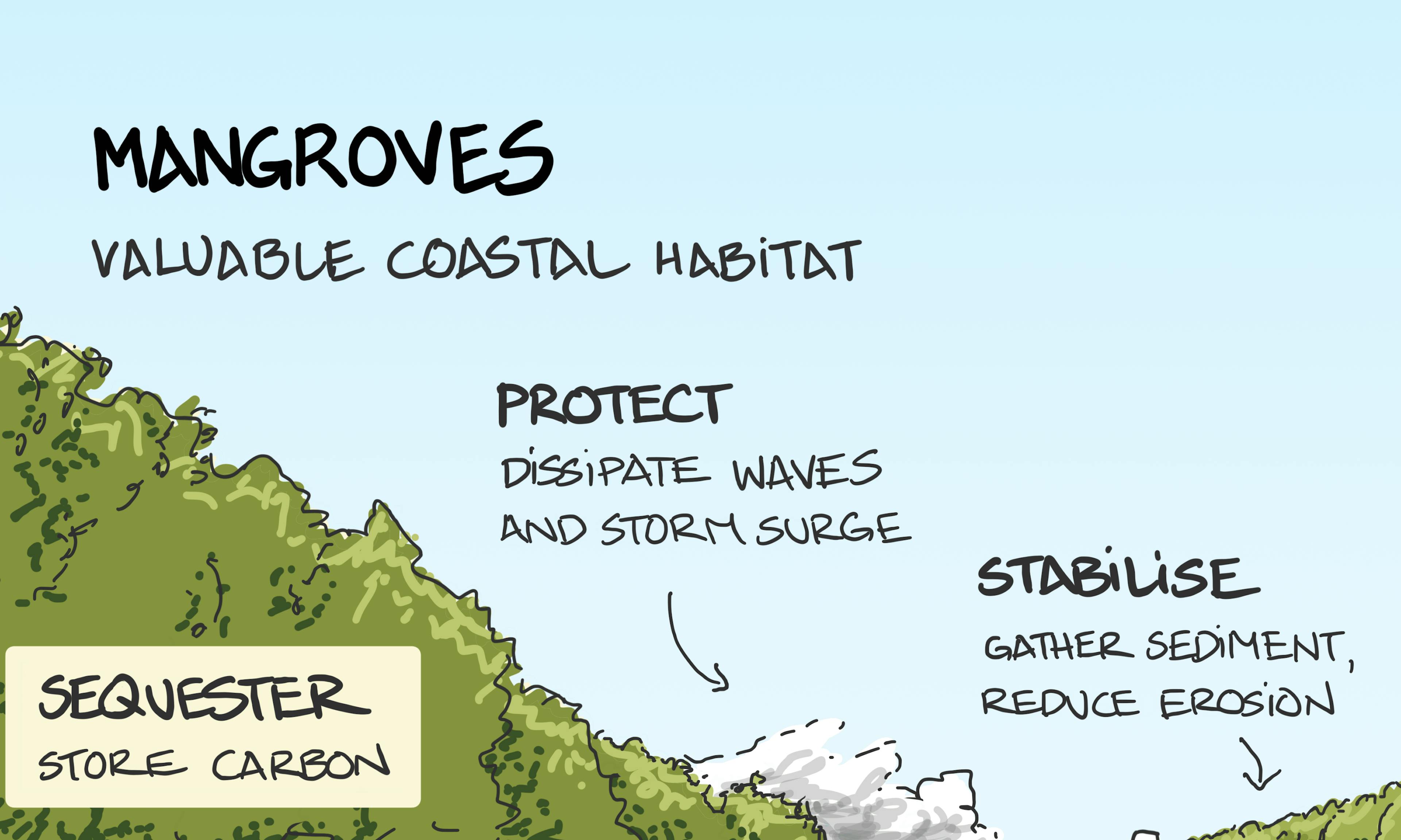 Mangroves illustration: showing the coastal habitat and their benefits in protecting, stabilising, nurturing and sequestering
