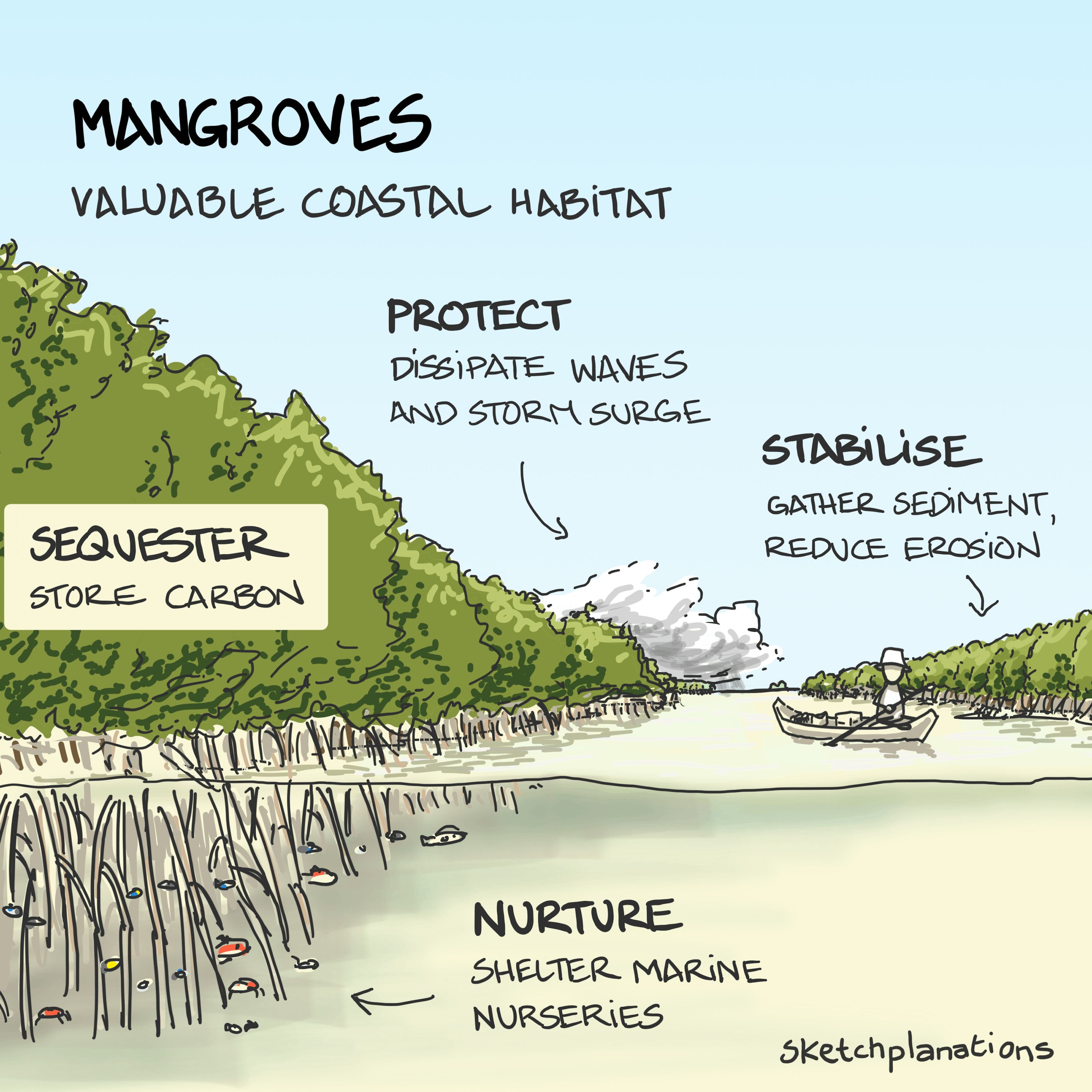 Mangroves illustration: showing the coastal habitat and their benefits in protecting, stabilising, nurturing and sequestering