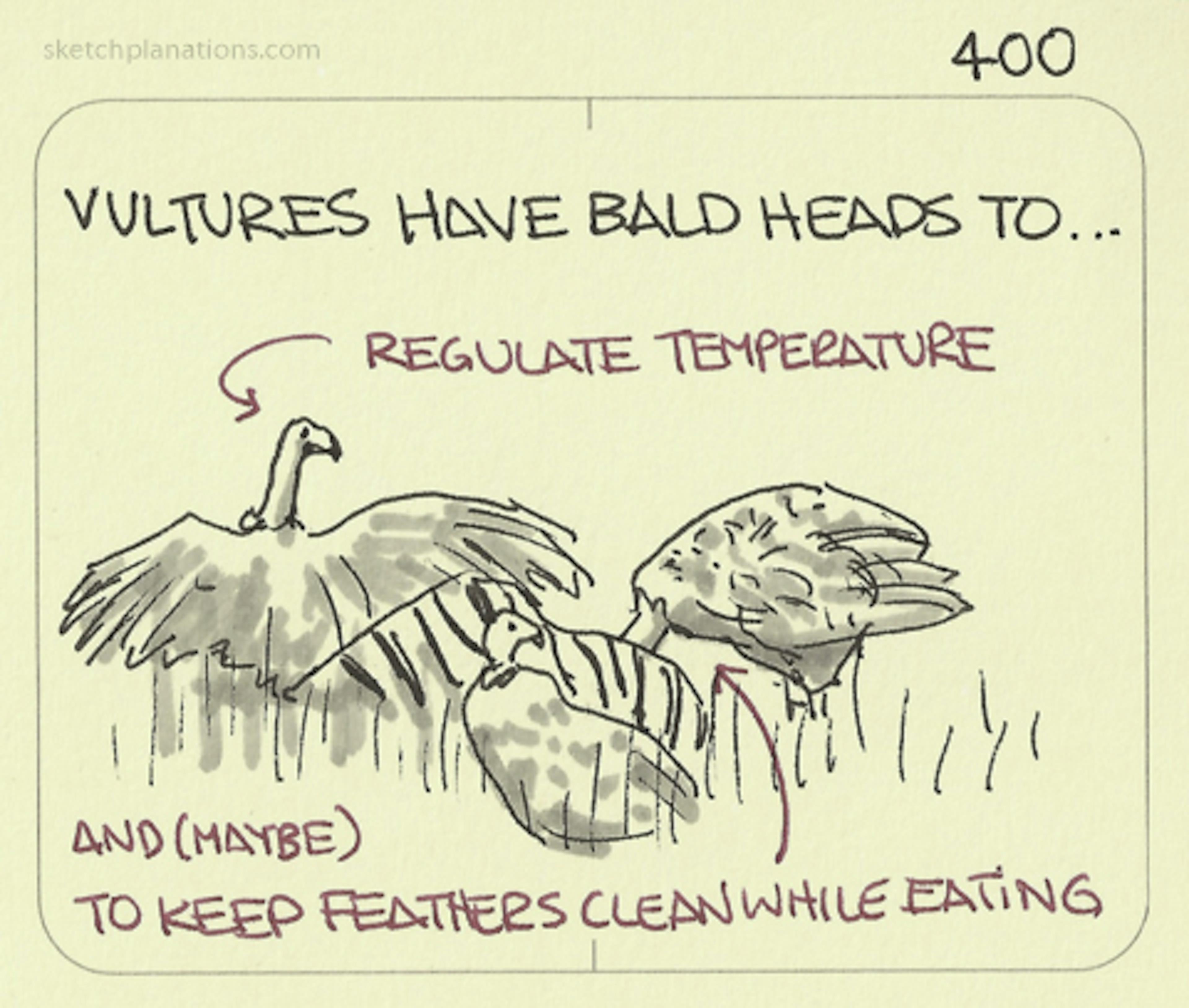 Vultures have bald heads to… - Sketchplanations
