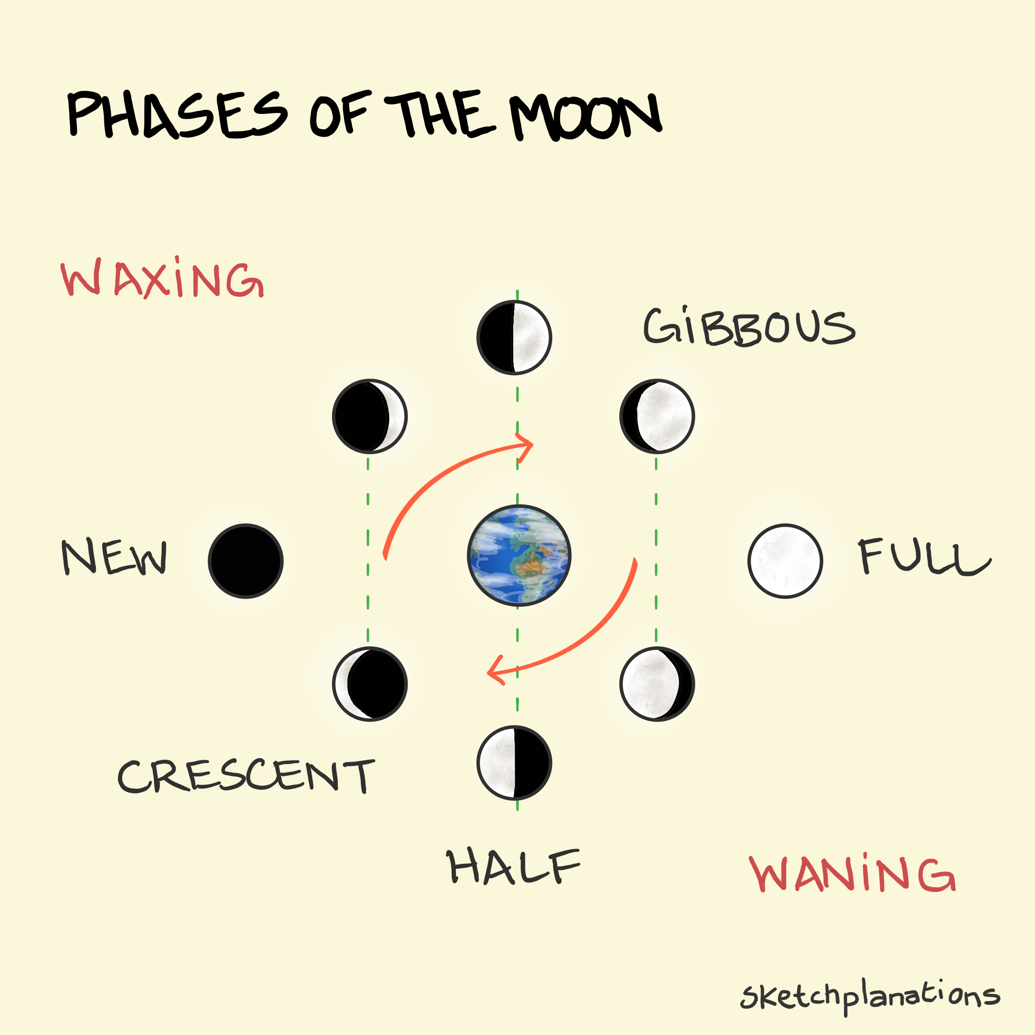 Phases of the Moon showing the lunar cycle around Earth: new moon, waxing crescent, first quarter (half), waxing gibbous, full moon, waning gibbous, last quarter, and waning crescent