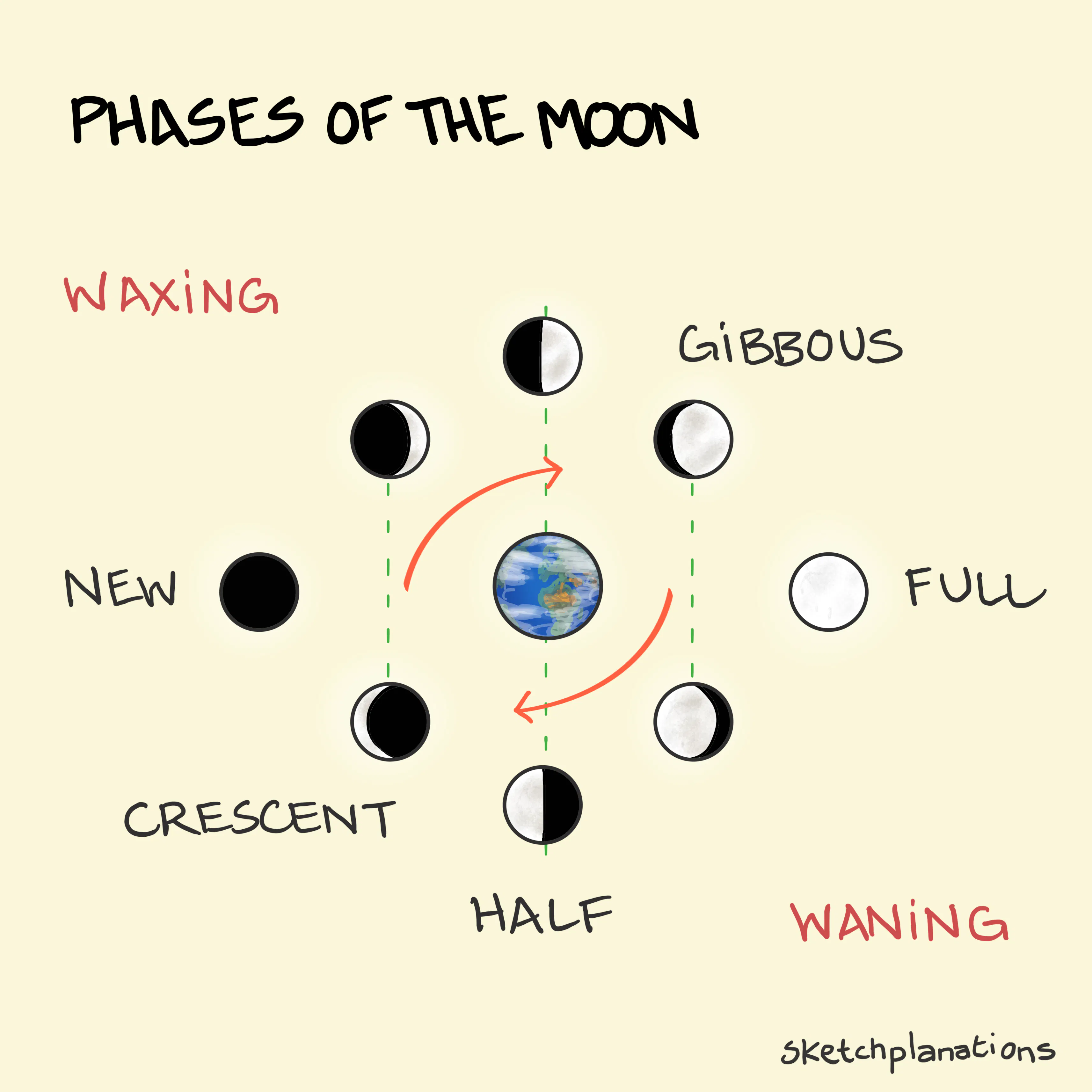Phases of the Moon showing the lunar cycle around Earth: new moon, waxing crescent, first quarter (half), waxing gibbous, full moon, waning gibbous, last quarter, and waning crescent