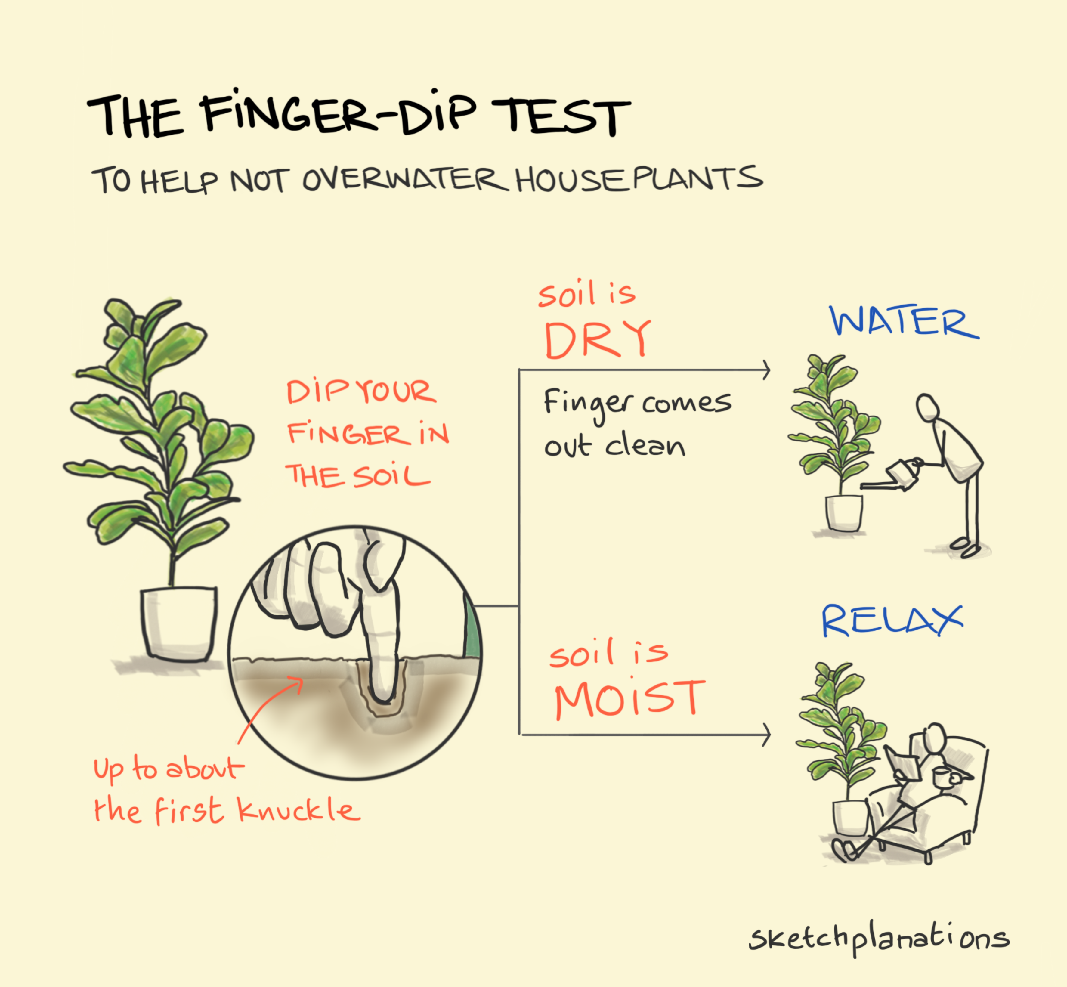 How to avoid overwatering houseplants using the finger-dip test
