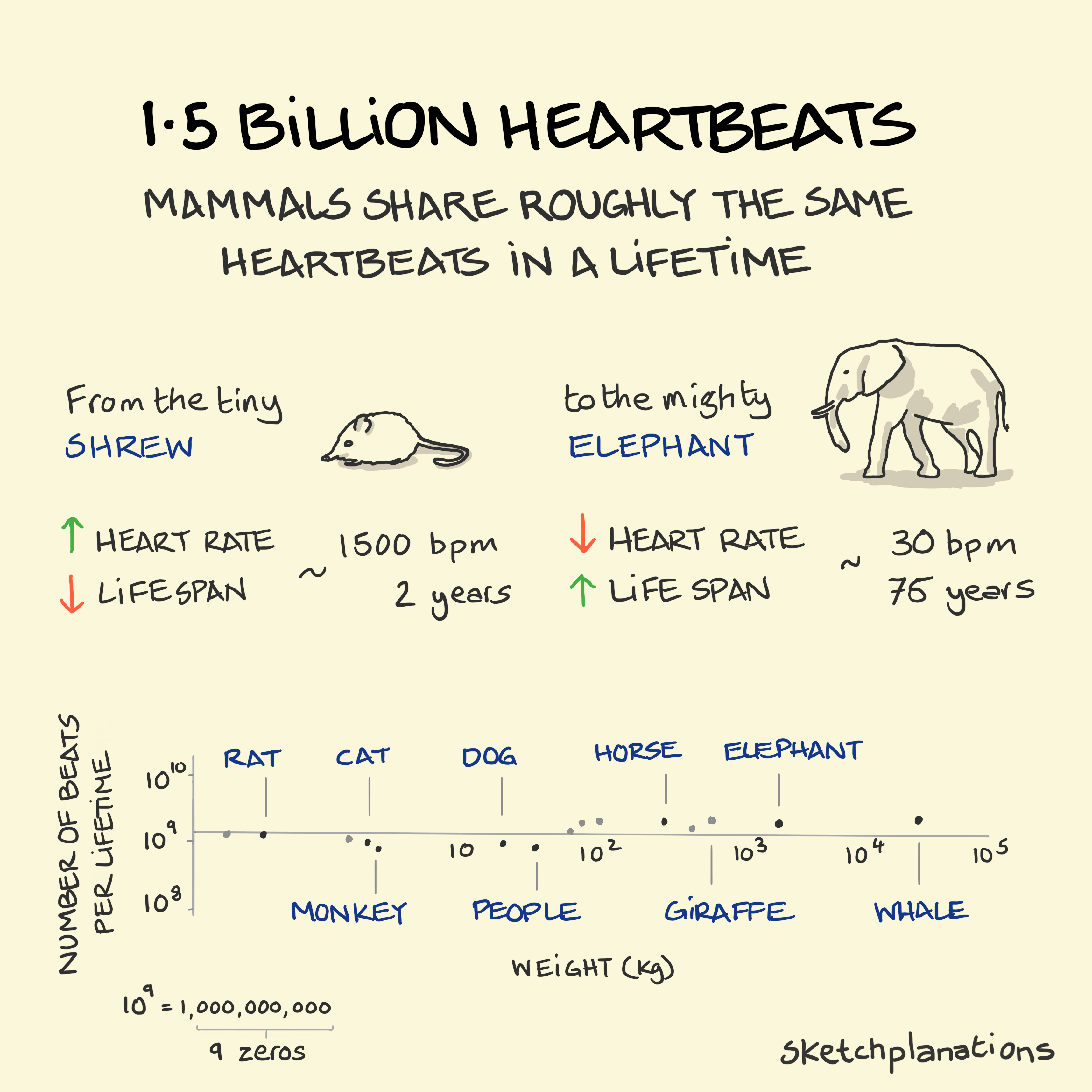 Mammals share 1.5 billion heartbeats in a lifetime from a mouse to an elephant. From Kleiber's Law and Geoffrey West's book Scale