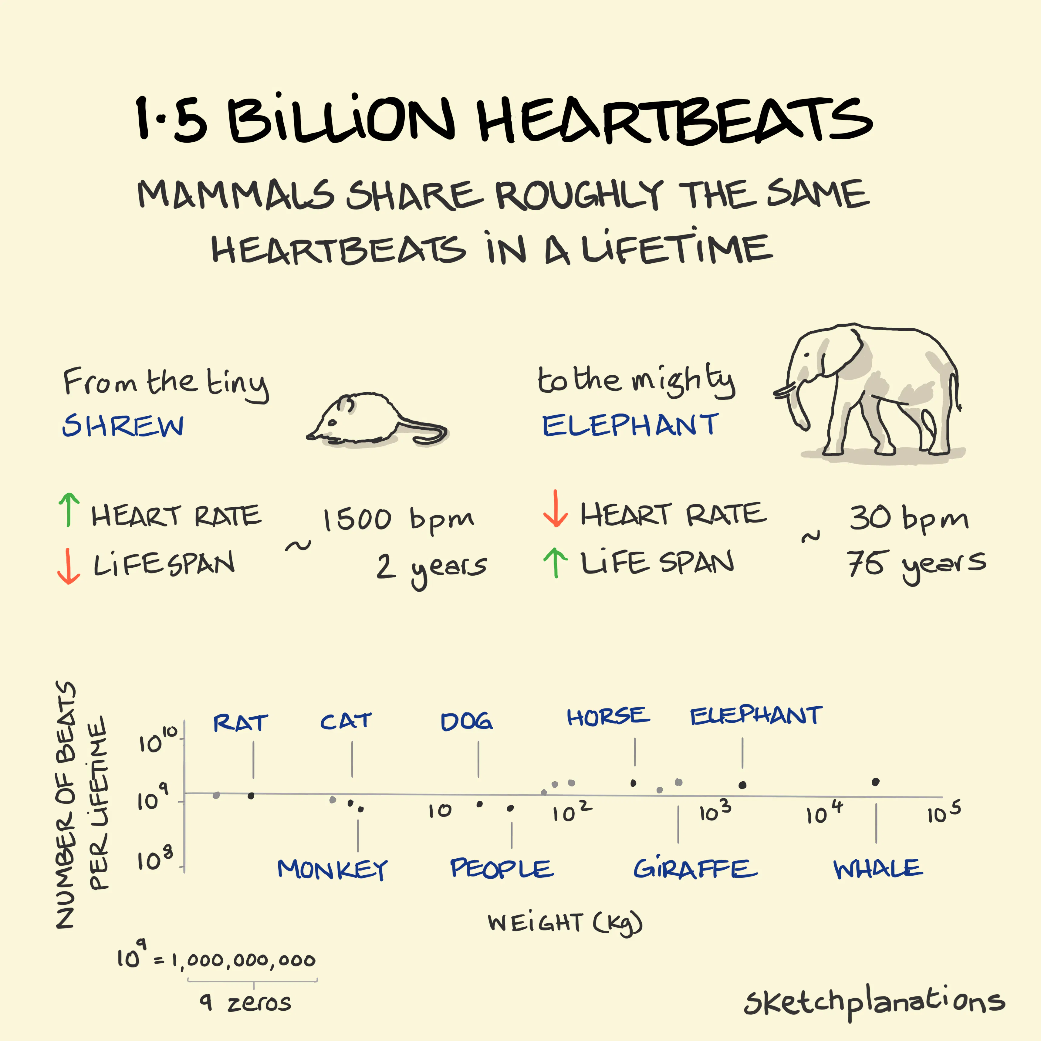 Mammals share 1.5 billion heartbeats in a lifetime from a mouse to an elephant. From Kleiber's Law and Geoffrey West's book Scale