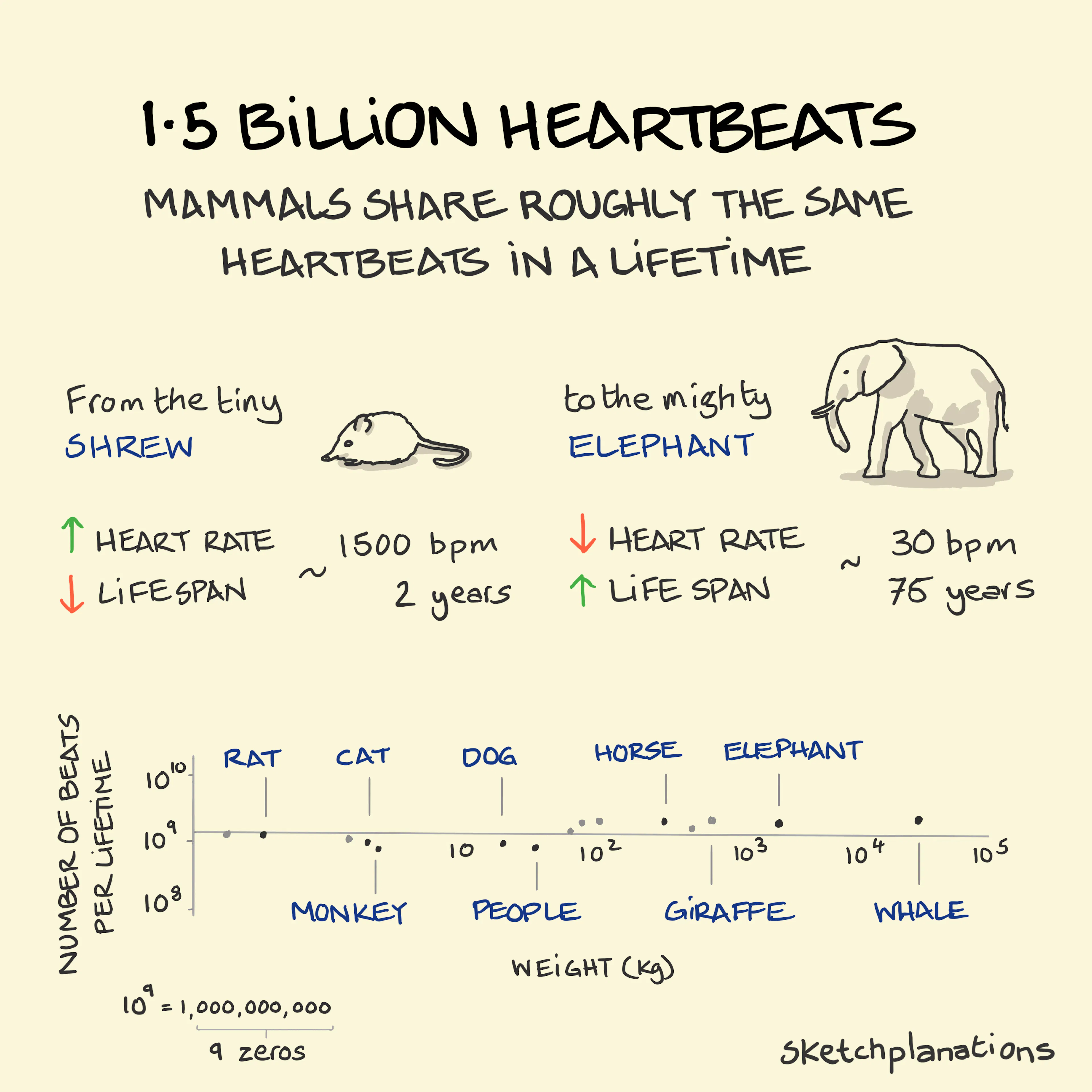 Mammals share 1.5 billion heartbeats in a lifetime from a mouse to an elephant. From Kleiber's Law and Geoffrey West's book Scale