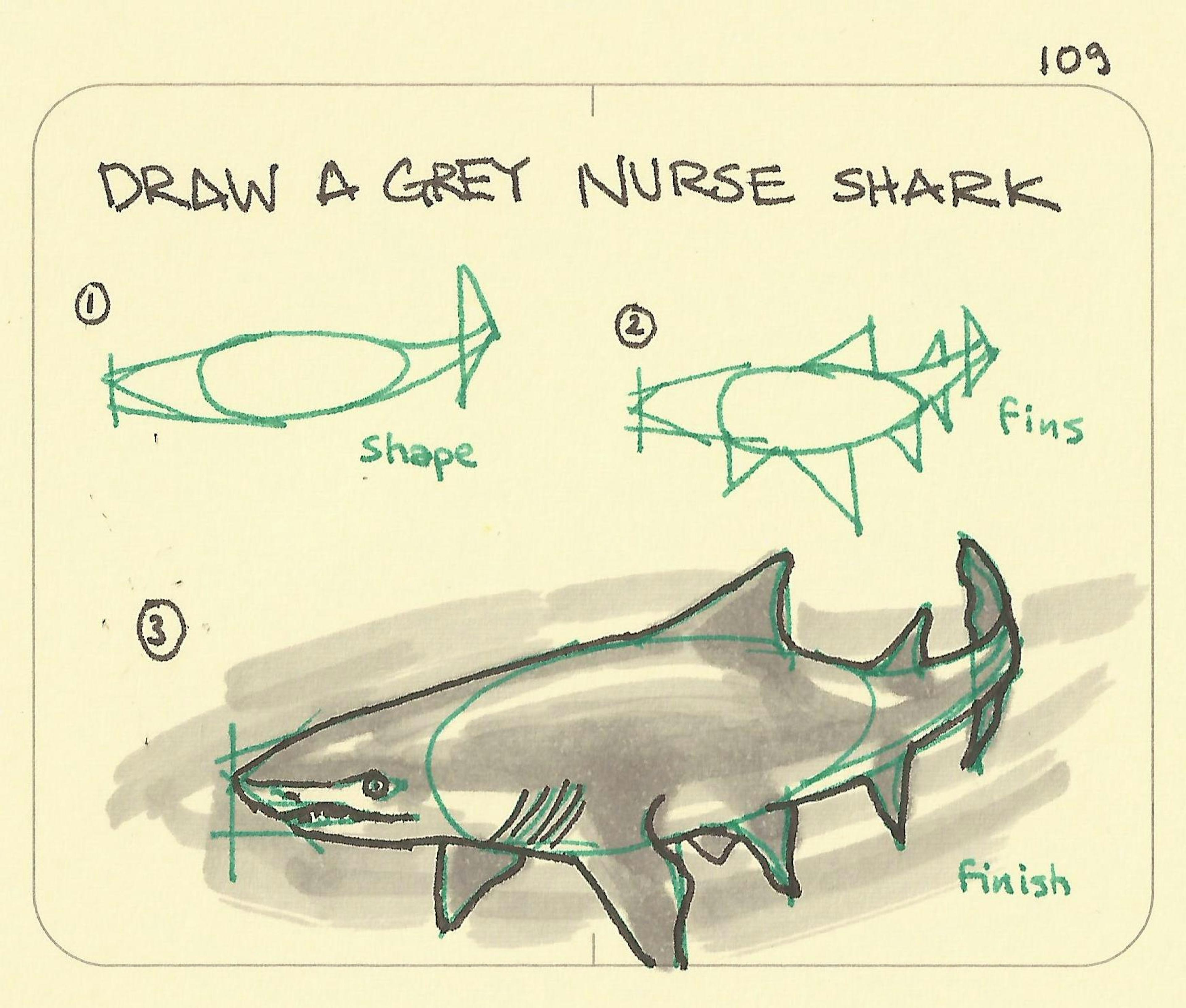 Draw a grey nurse shark - Sketchplanations
