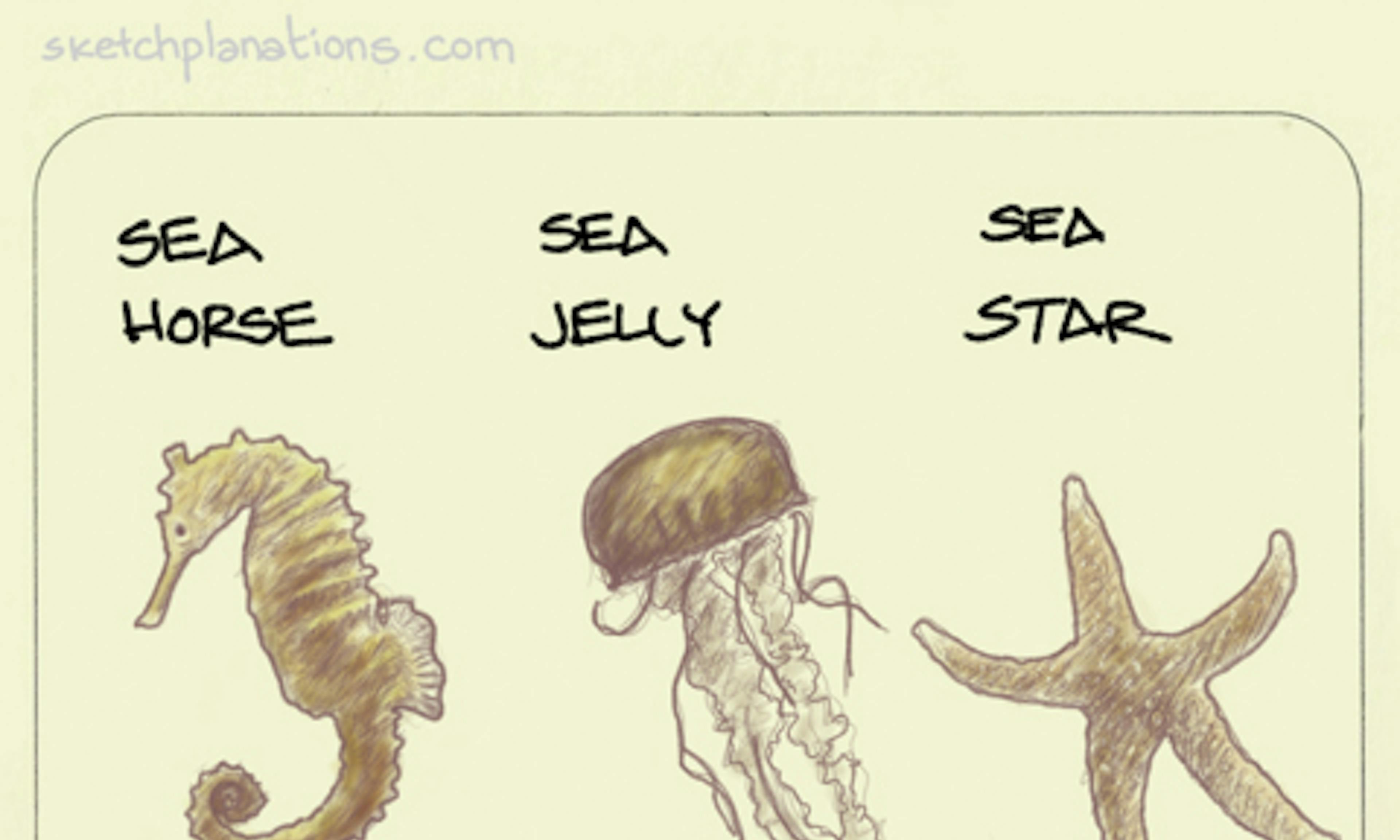 Sea horse, sea jelly rather than jellyfish or jelly fish, sea star rather than starfish or star fish