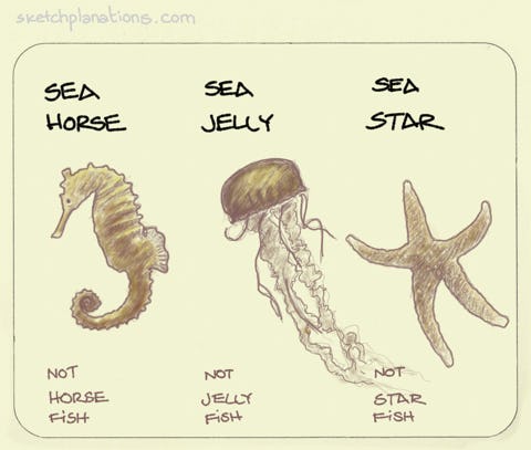 Sea jelly, sea star - Sketchplanations