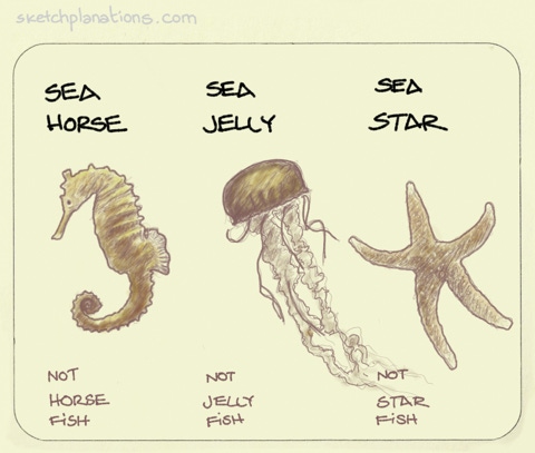 Sea horse, sea jelly rather than jellyfish or jelly fish, sea star rather than starfish or star fish