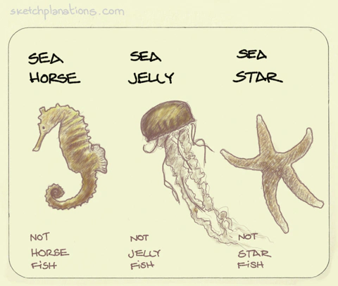 Sea horse, sea jelly rather than jellyfish or jelly fish, sea star rather than starfish or star fish