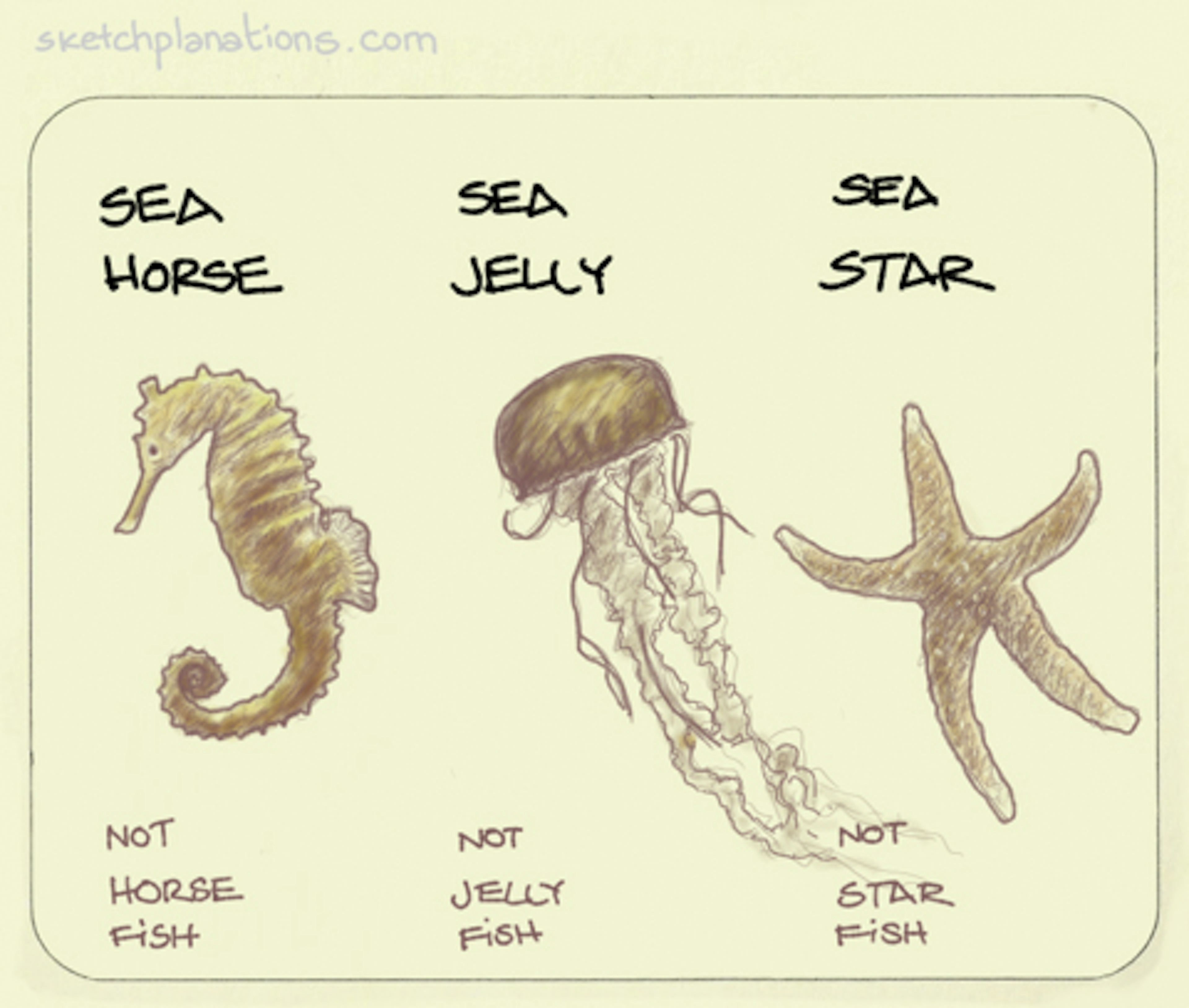 Sea horse, sea jelly rather than jellyfish or jelly fish, sea star rather than starfish or star fish