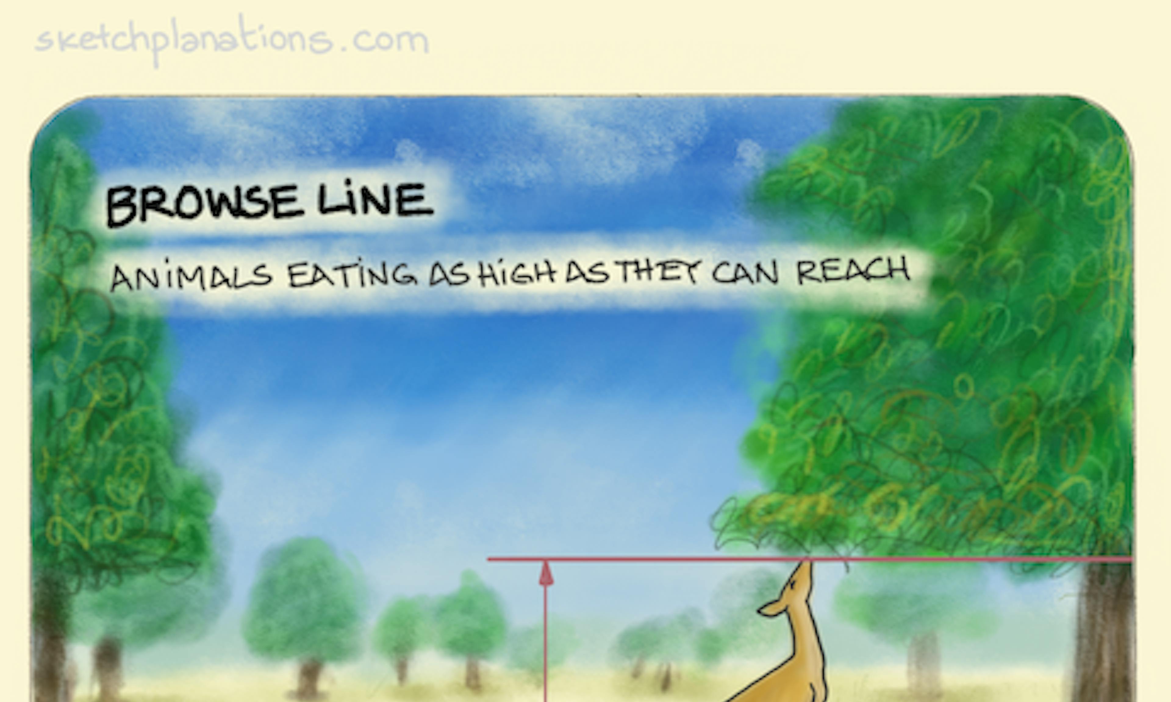 Browse line illustration with a deer reaching up to eat the leaves off a tree and creating a tidy line at the height they can reach