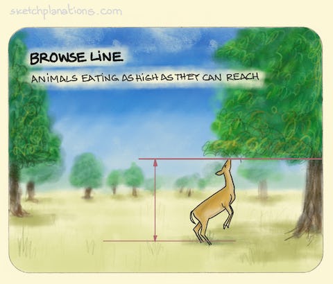 Browse line illustration with a deer reaching up to eat the leaves off a tree and creating a tidy line at the height they can reach