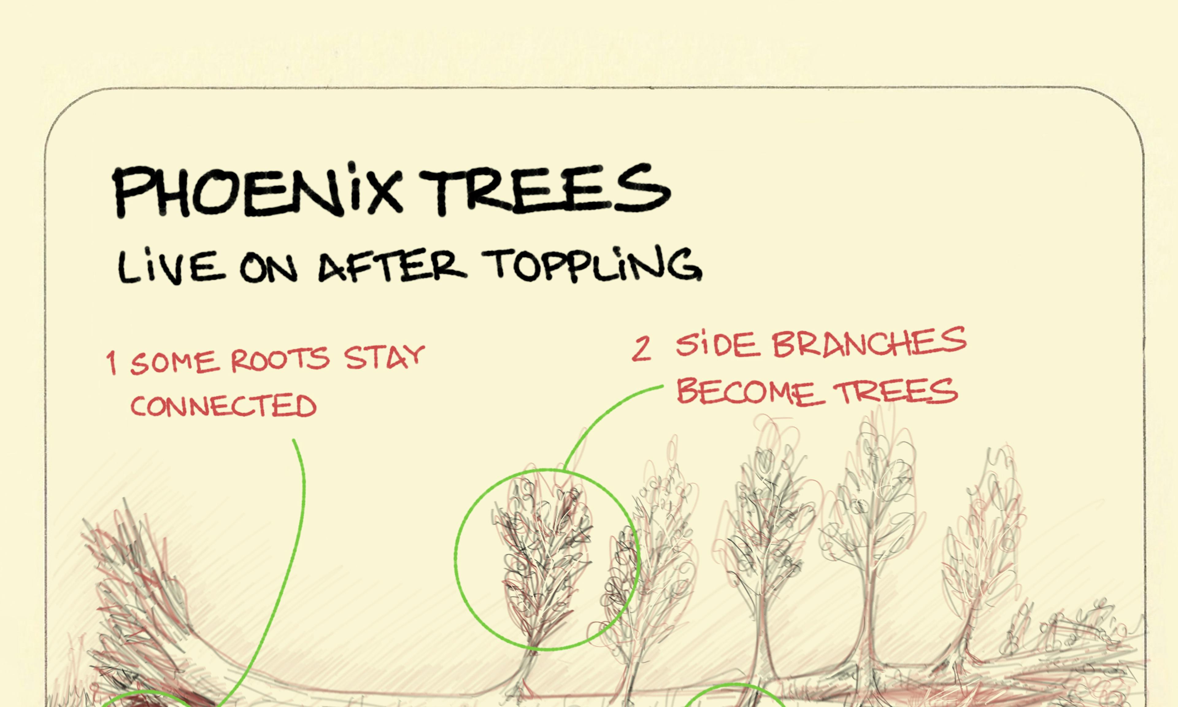 what is a Phoenix tree explained with a toppled tree shown pencil-sketch style with its roots still connected at one end, side branches along the trunk becoming trees in their own right, and one putting down roots