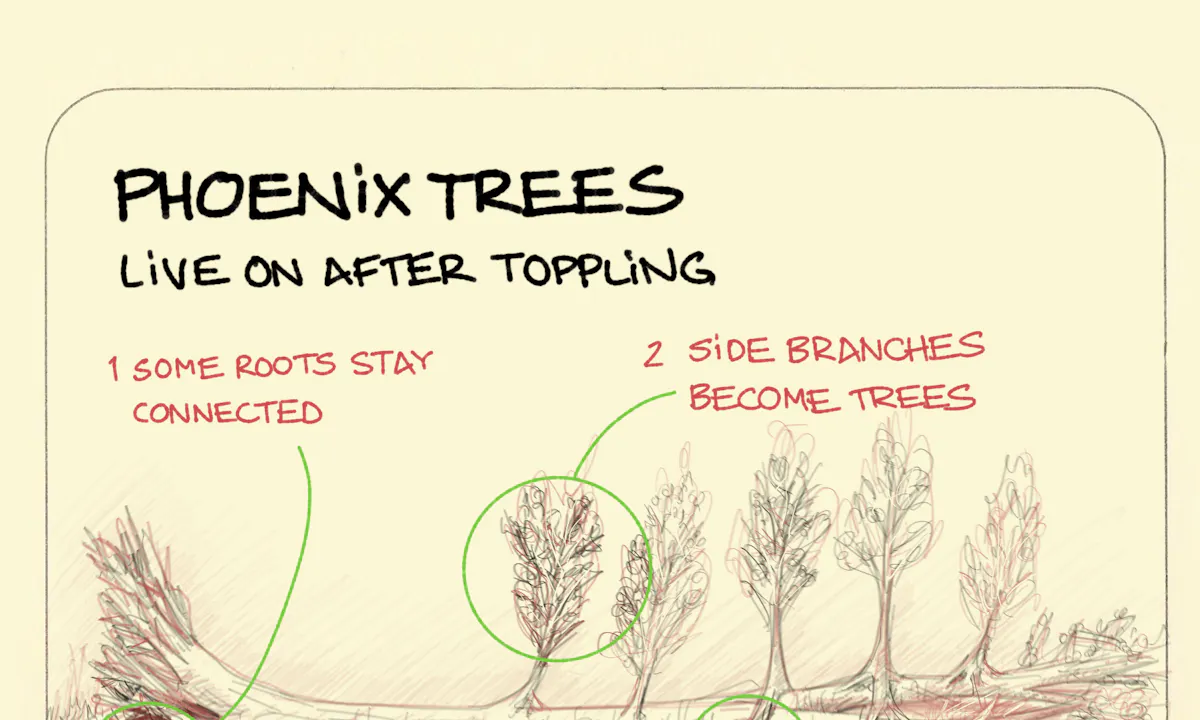 Trees: ideas, frameworks and examples - Sketchplanations