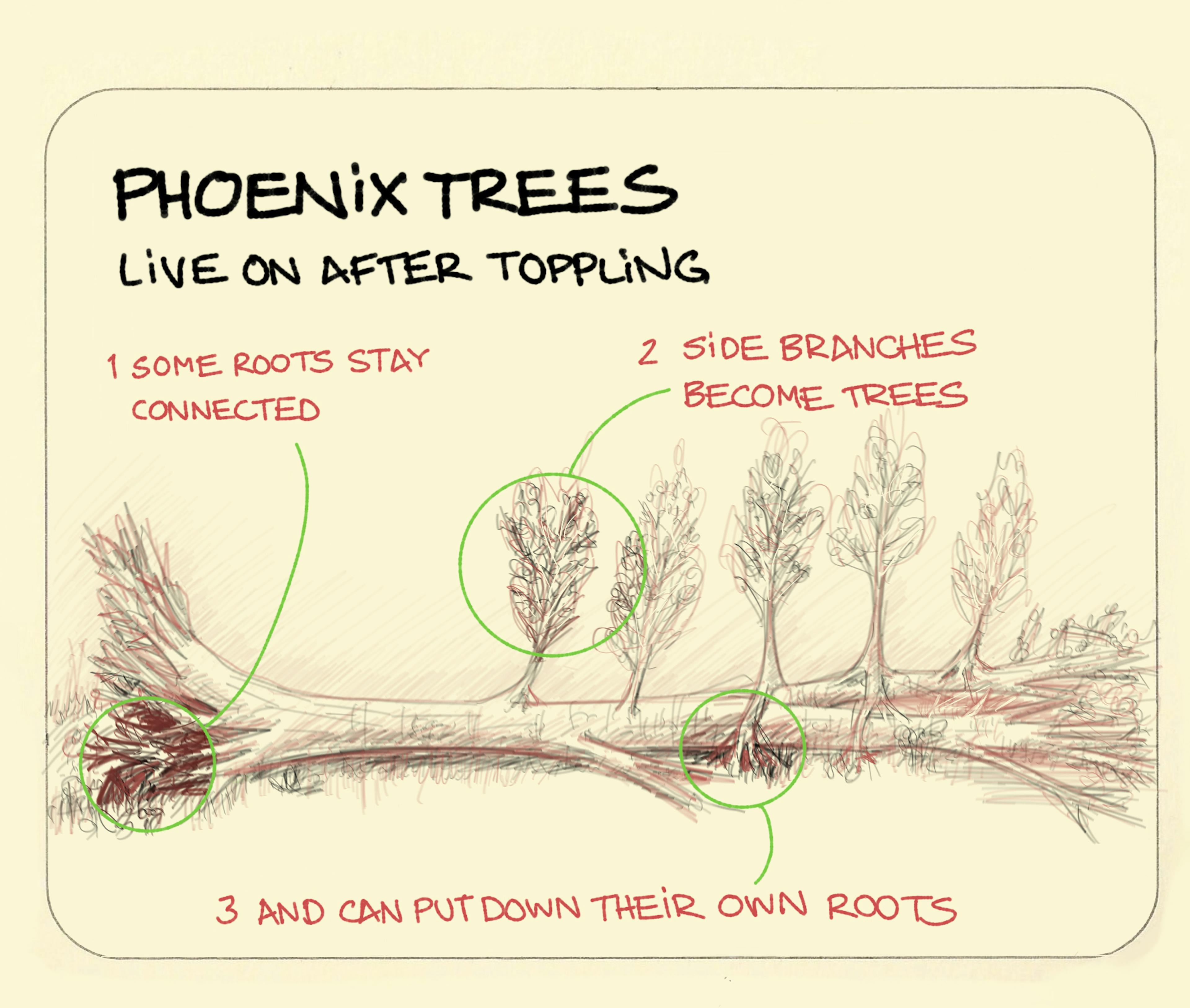 what is a Phoenix tree explained with a toppled tree shown pencil-sketch style with its roots still connected at one end, side branches along the trunk becoming trees in their own right, and one putting down roots