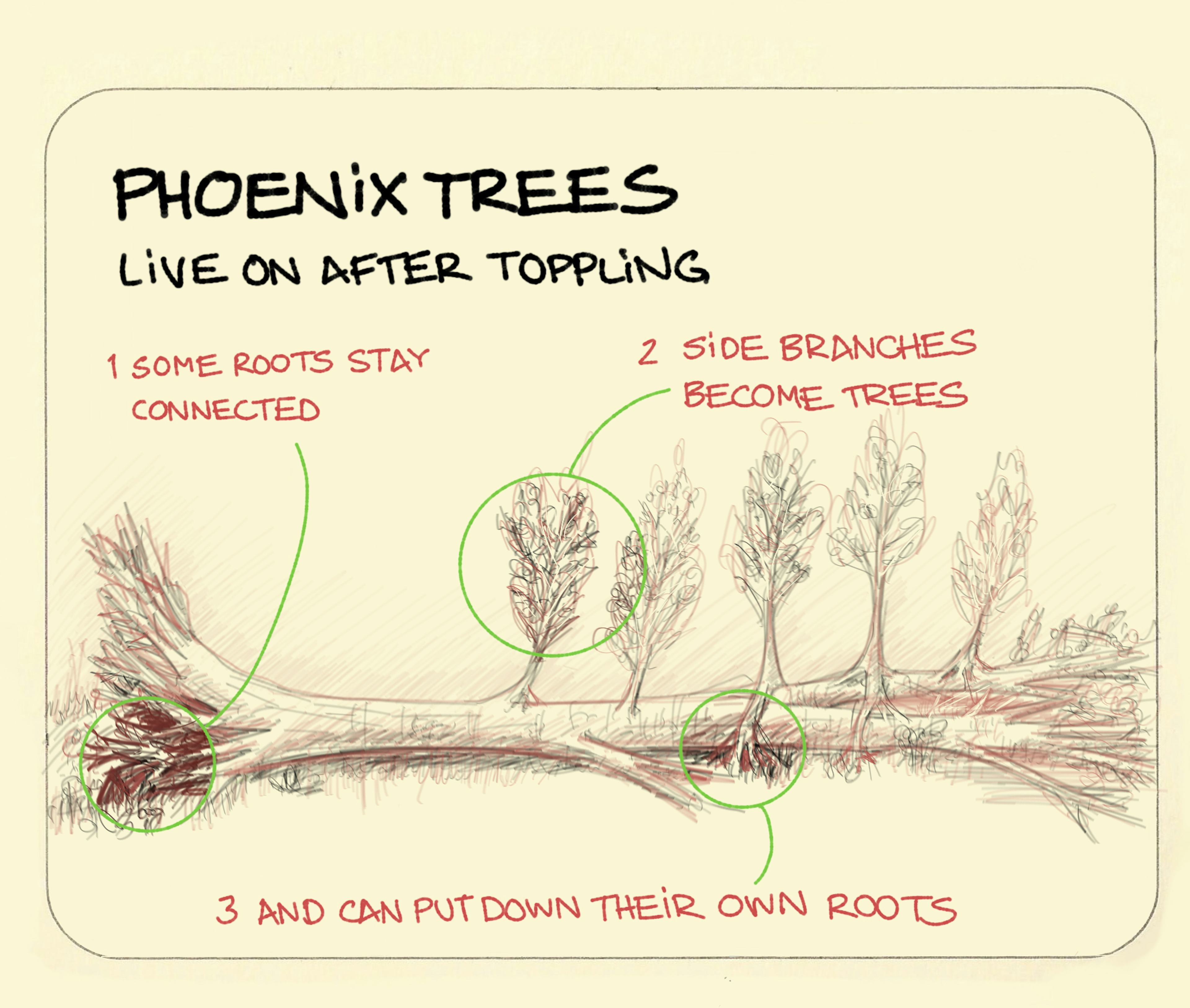 Phoenix tree illustration with a toppled tree shown pencil-sketch style with its roots still connected at one end, side branches along the trunk becoming trees in their own right, and one putting down roots