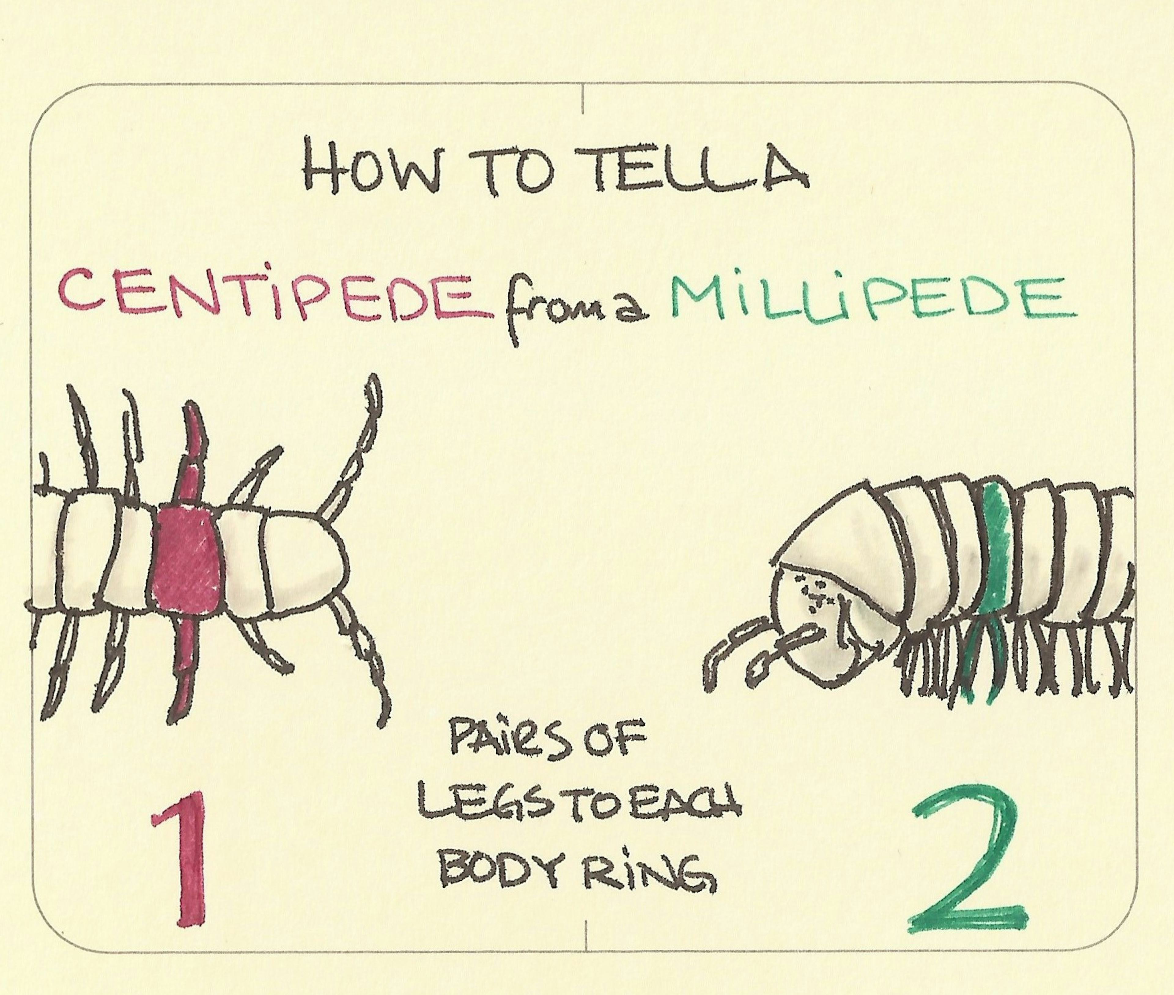 How to tell a centipede from a millipede - Sketchplanations