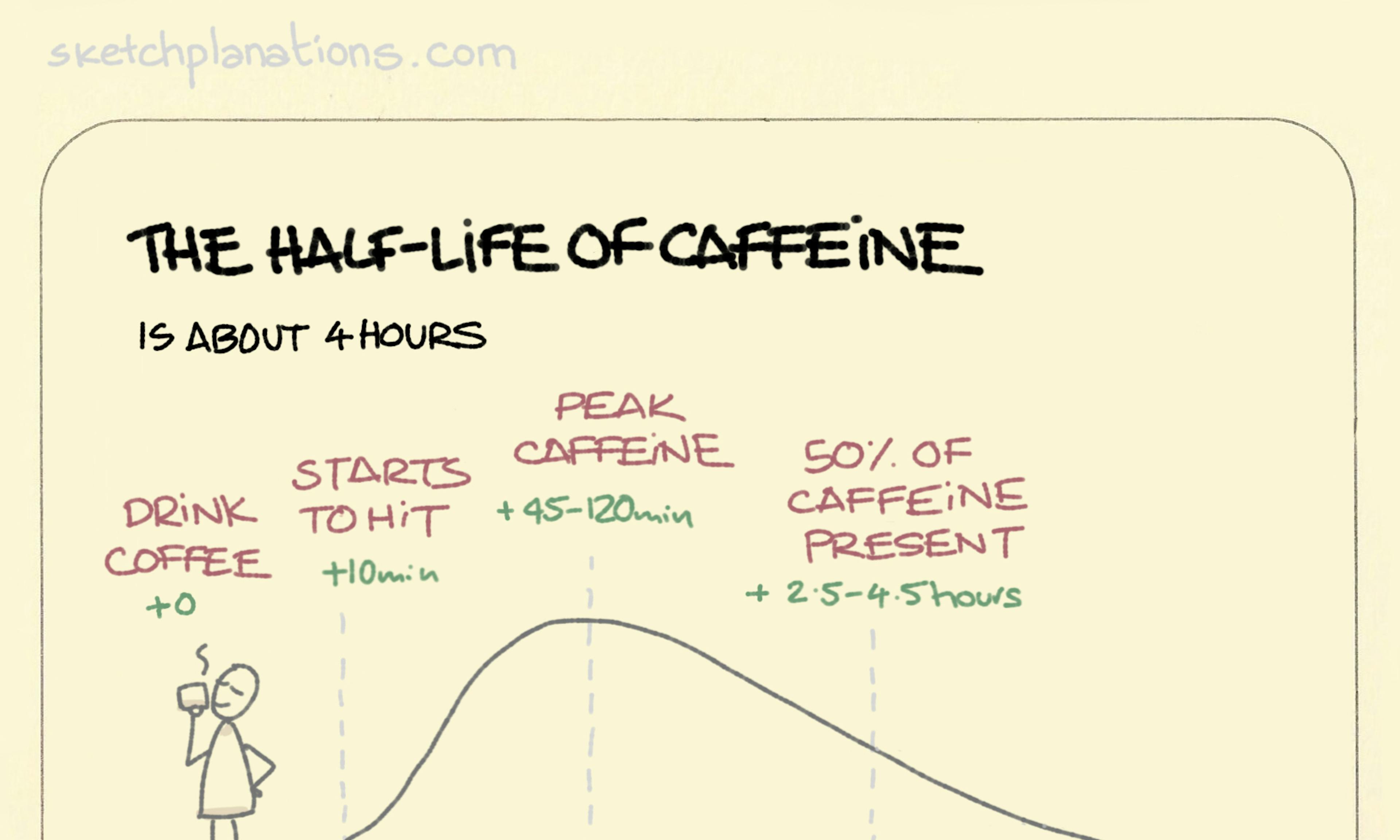 The half-life of caffeine illustration: showing the effect of caffeine rising then decreasing over time