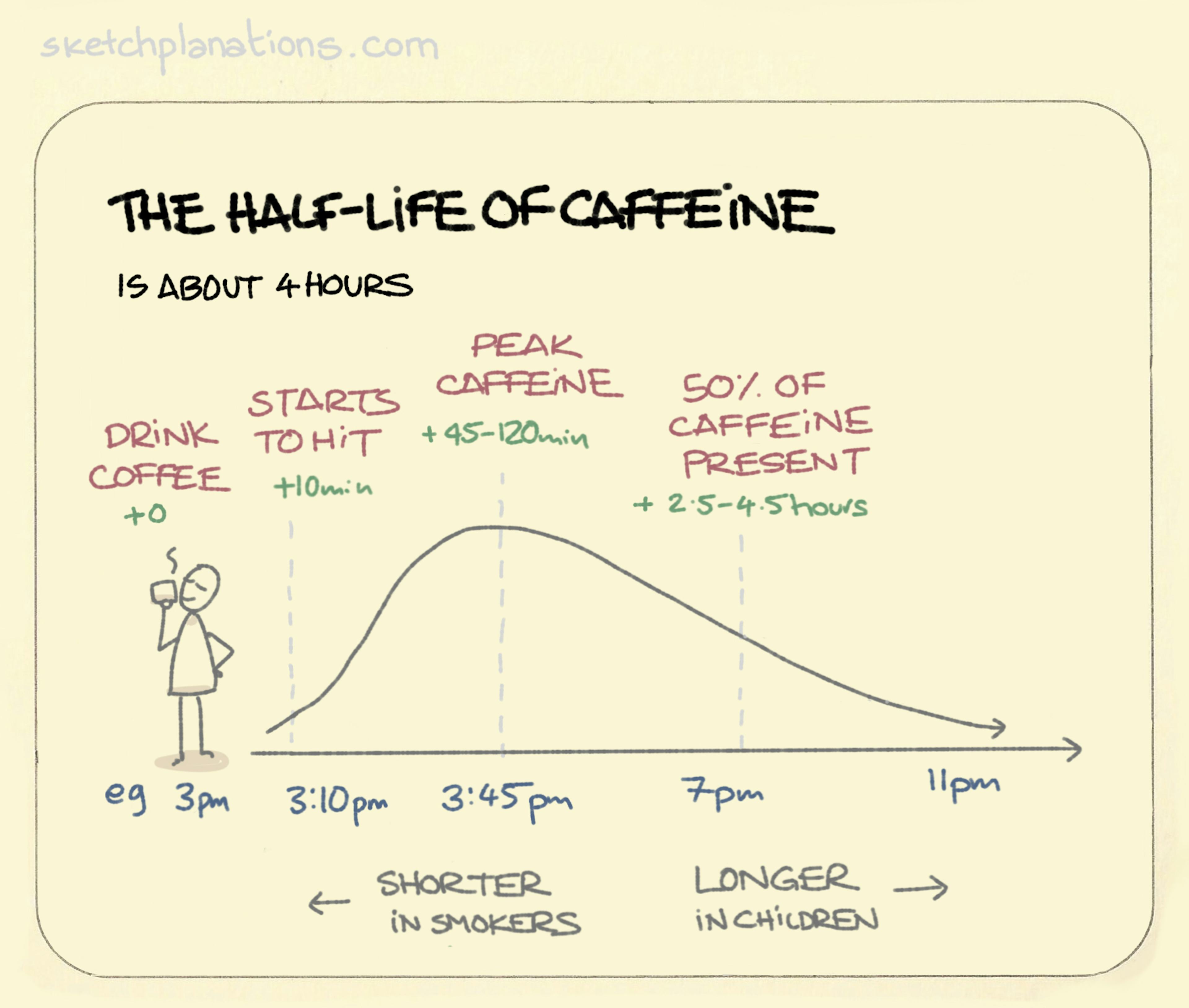 The half-life of caffeine illustration: showing the effect of caffeine rising then decreasing over time