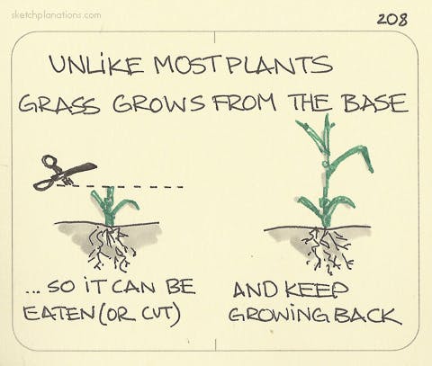 Unlike most plants, grass grows from the base - Sketchplanations