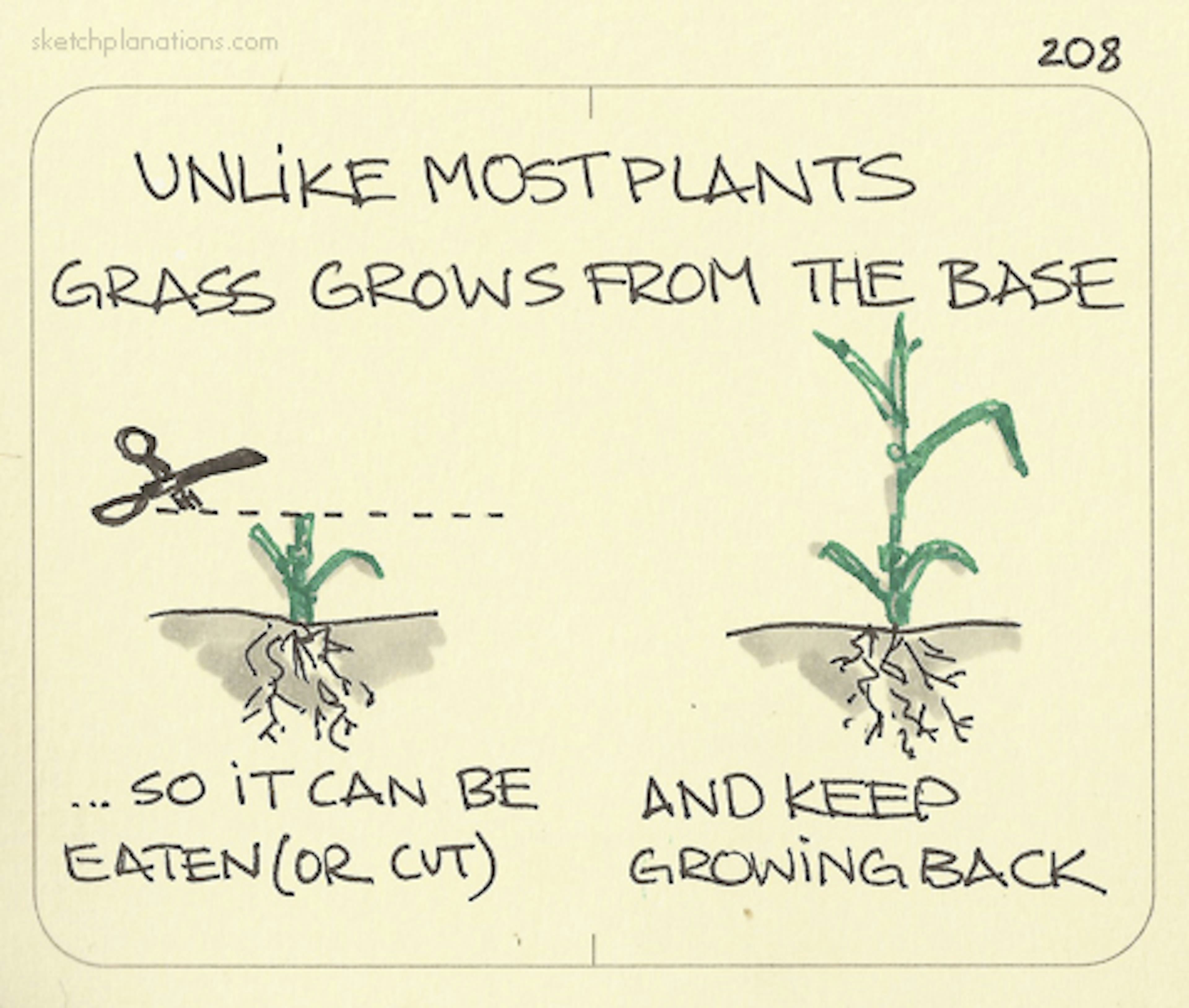 Unlike most plants, grass grows from the base - Sketchplanations