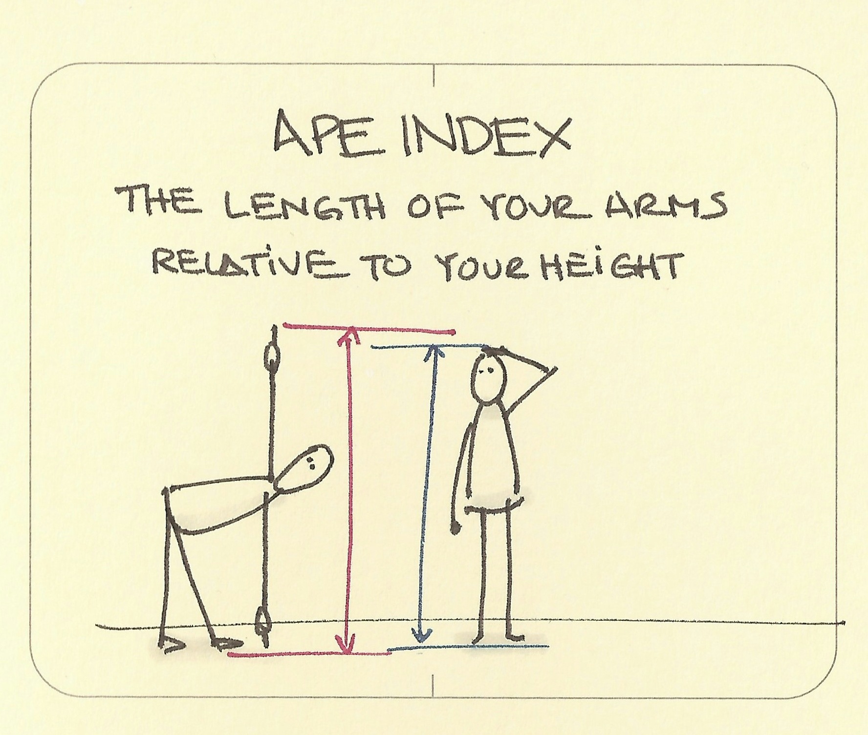 Ape index - Sketchplanations