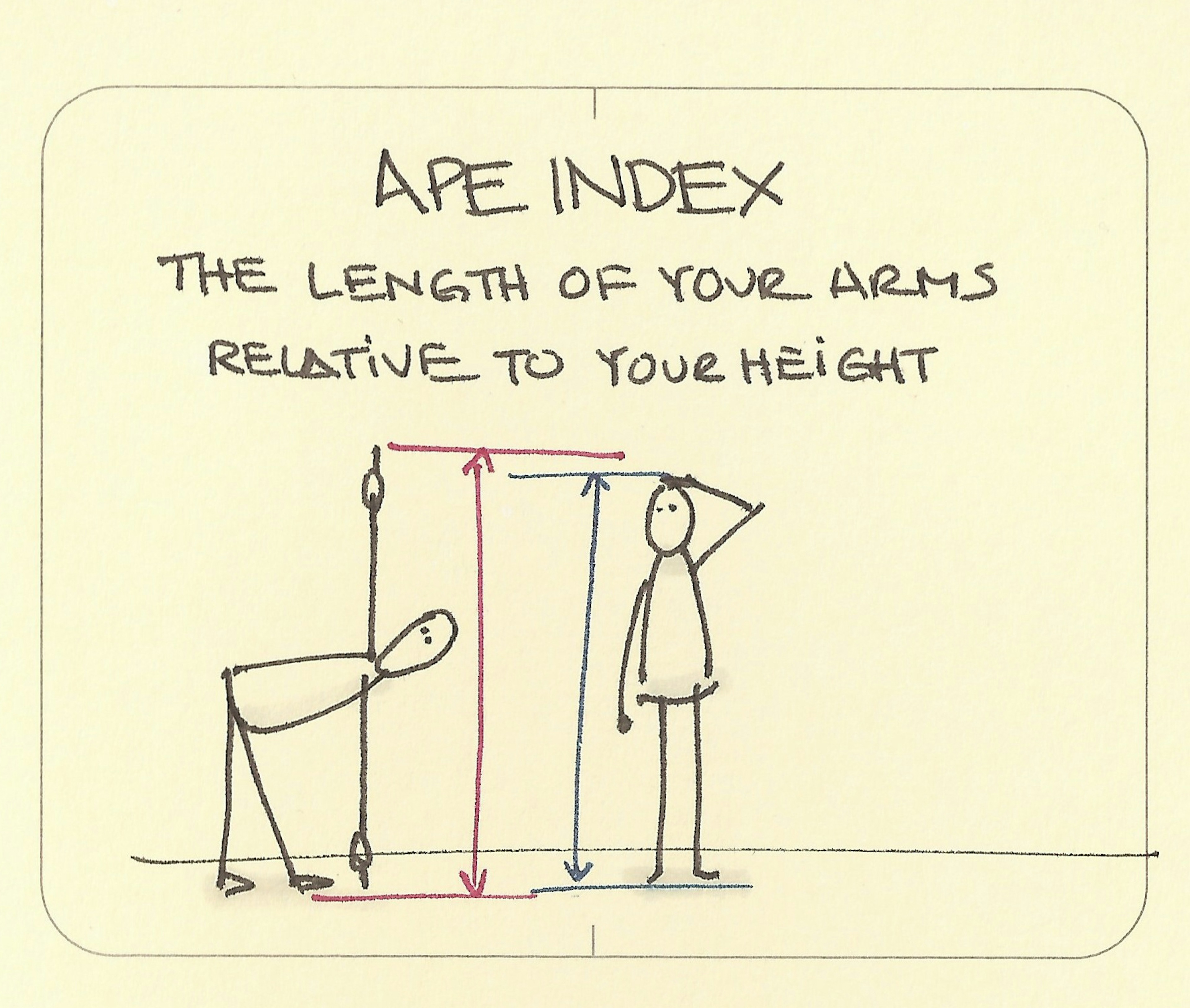 Ape index - Sketchplanations