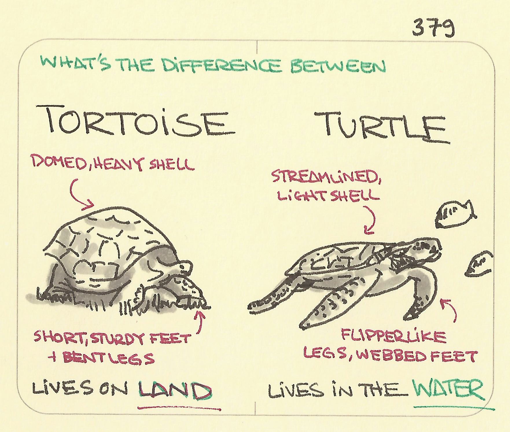 What’s the difference between a tortoise and a turtle - Sketchplanations