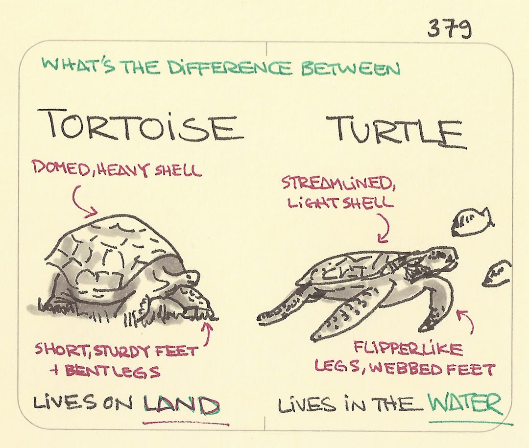 What’s the difference between a tortoise and a turtle - Sketchplanations