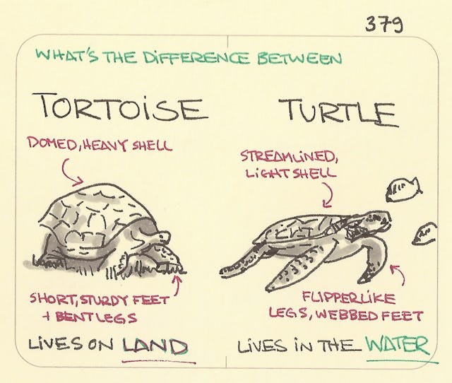 What’s the difference between a tortoise and a turtle - Sketchplanations