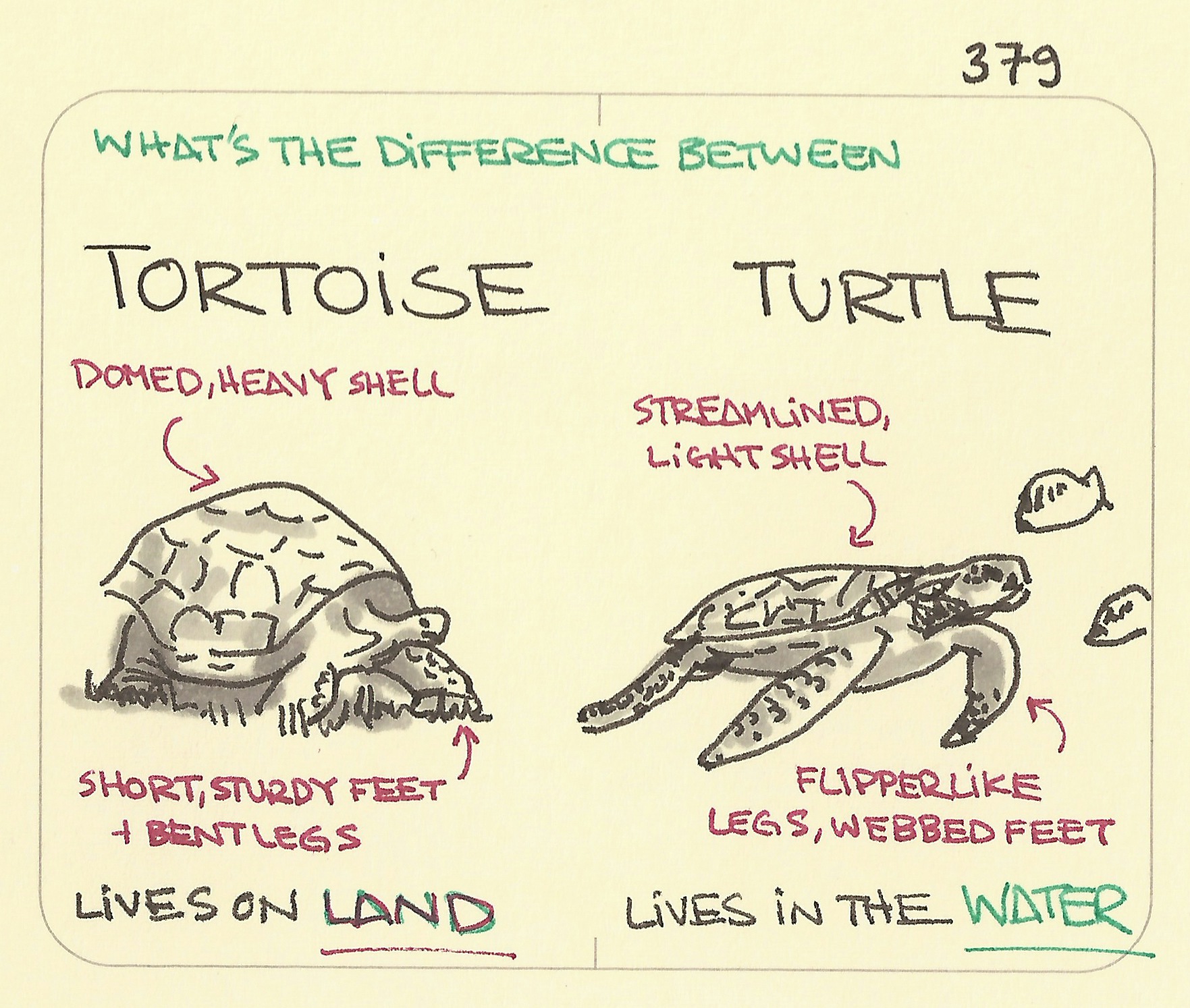 How to know the difference between a tortoise and turtle