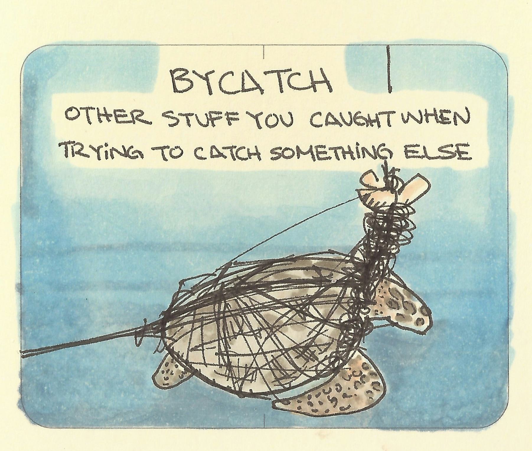 Bycatch: a sea turtle caught in a net as bycatch