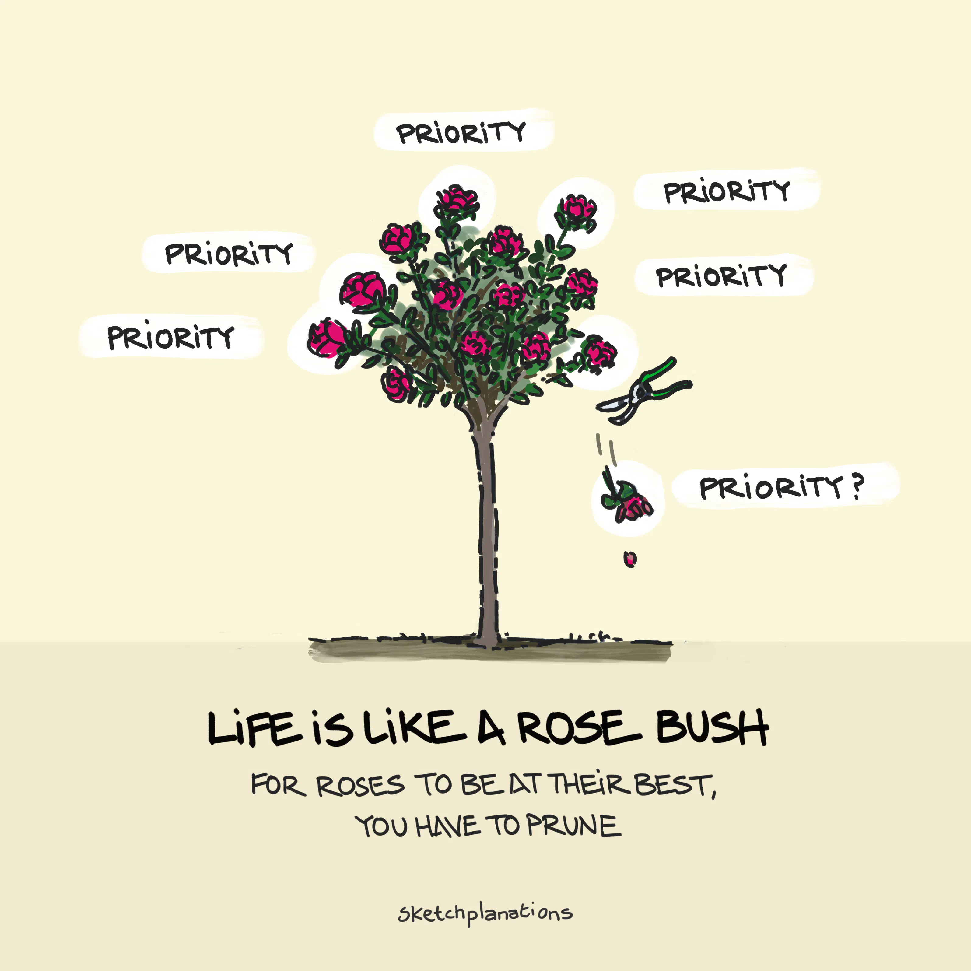 The Rose Bush Rule with the life is like a rose bush metaphor: pruning roses to allow the others to bloom