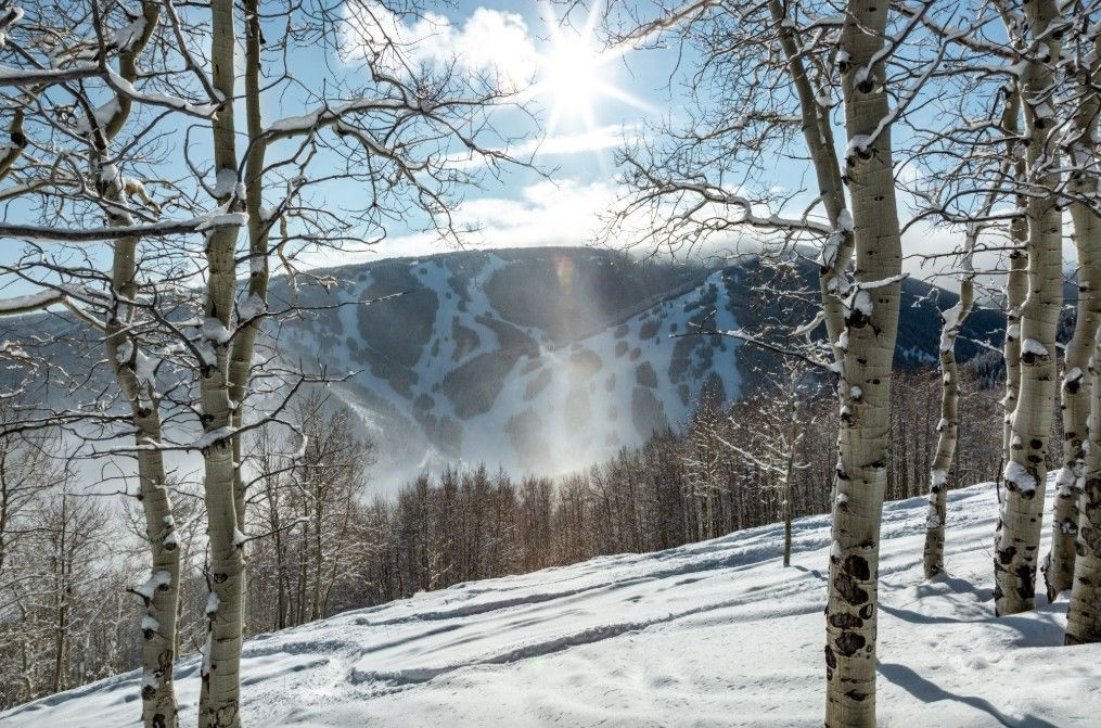 A beautiful sunny scene of Beaver Creek ski slopes framed by snow covered pine and aspen trees