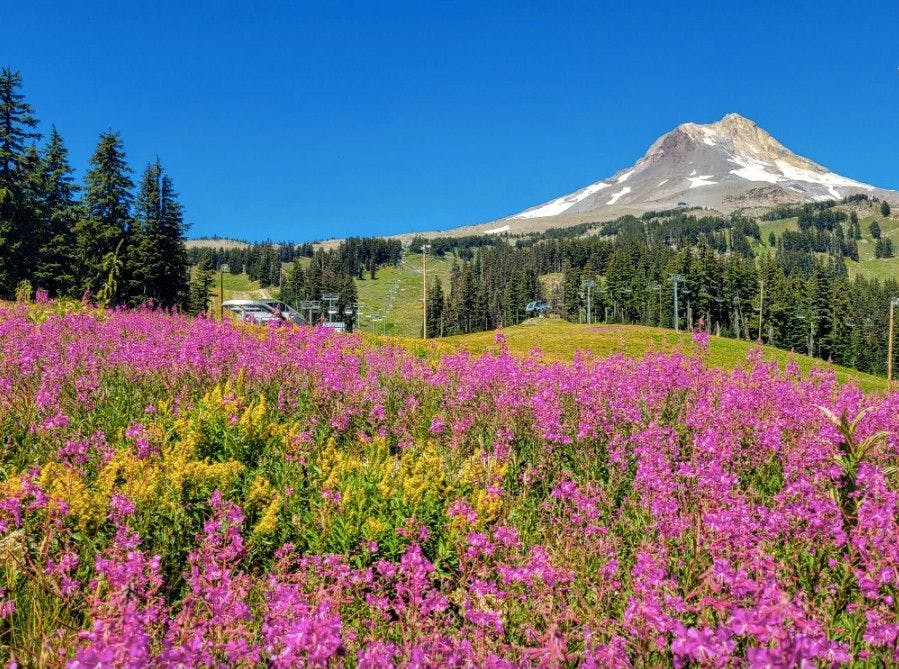 A field of bright purple-pink wildflowers with green pine trees and Mt Hood in the backdrop