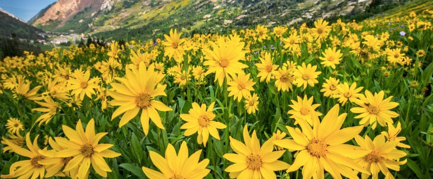 A field of bright yellow arnica wildflowers at the Wasatch wildflower festival in Utah